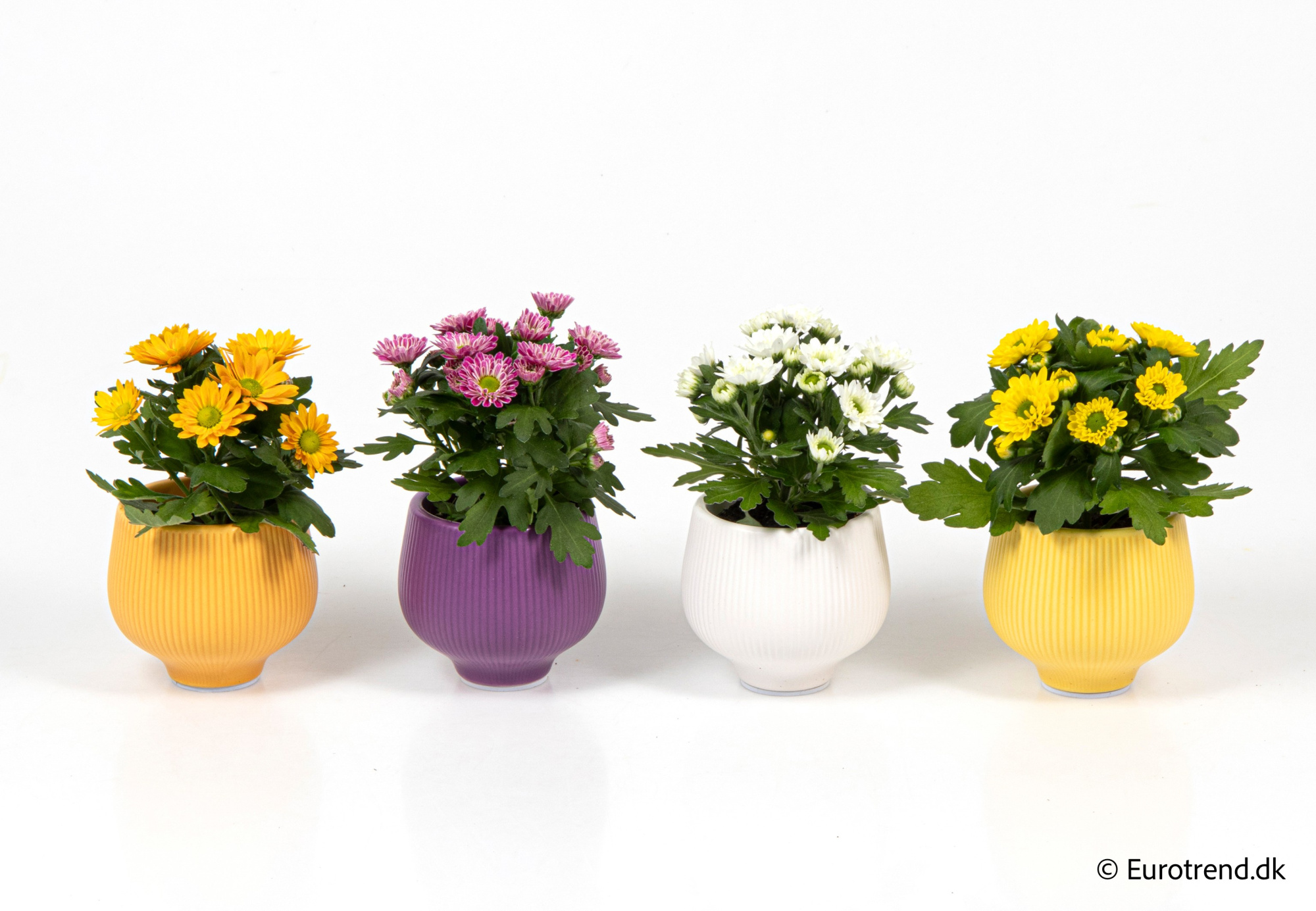 Chrysanthemum in Easter ceramic 2026, D 6