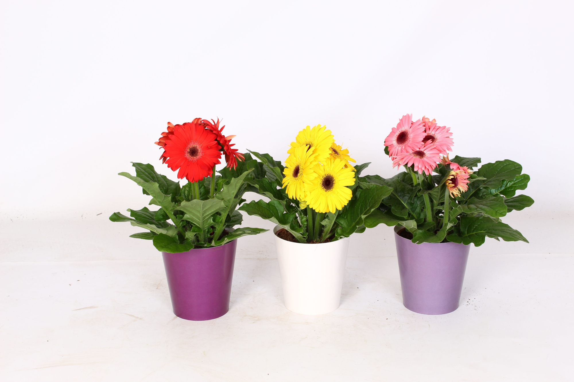 Gerbera gemengd 2+ in paarse beker 3 ass, D 12 cm