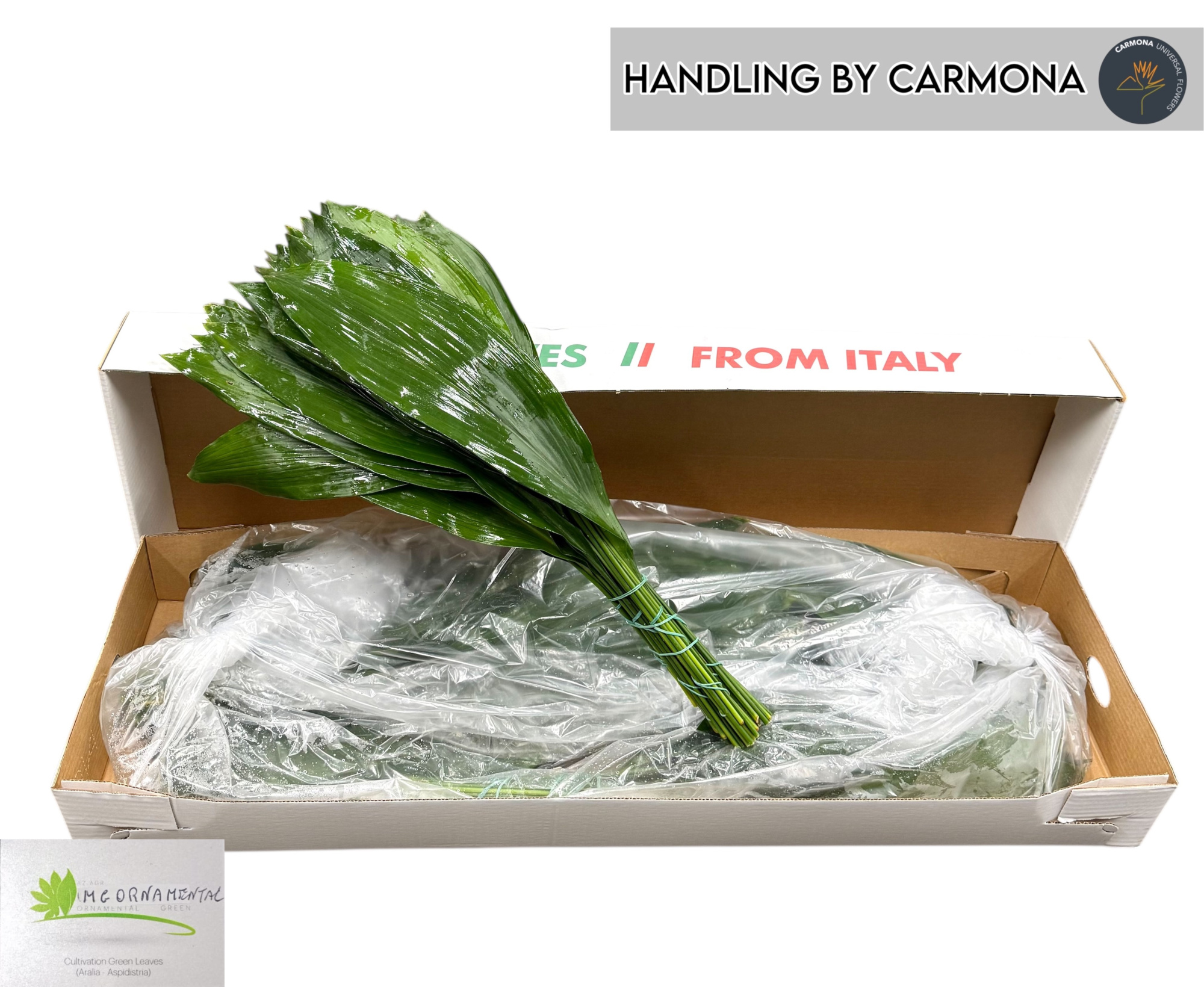 Аспидистра Элатиор 70, шт.