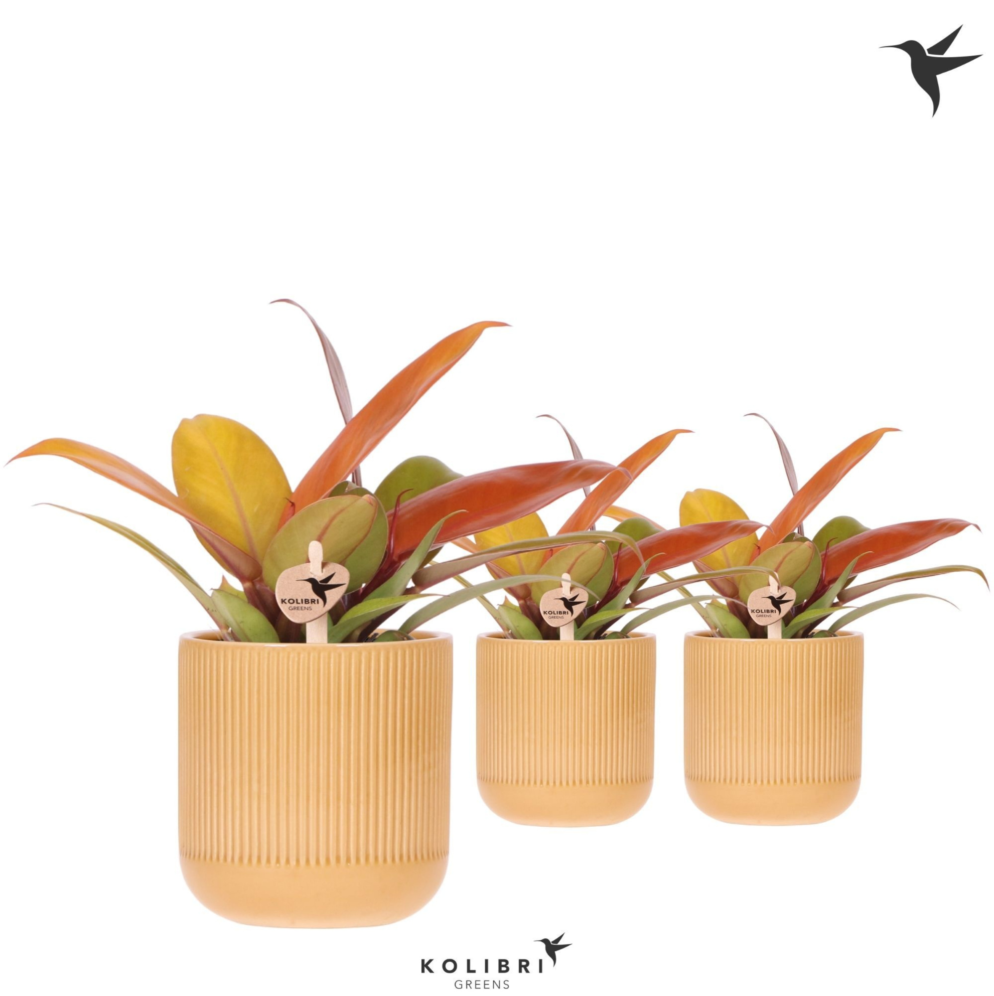 Kolibri Greens Philodendron Ruby red in Flare pot ocher, D 9