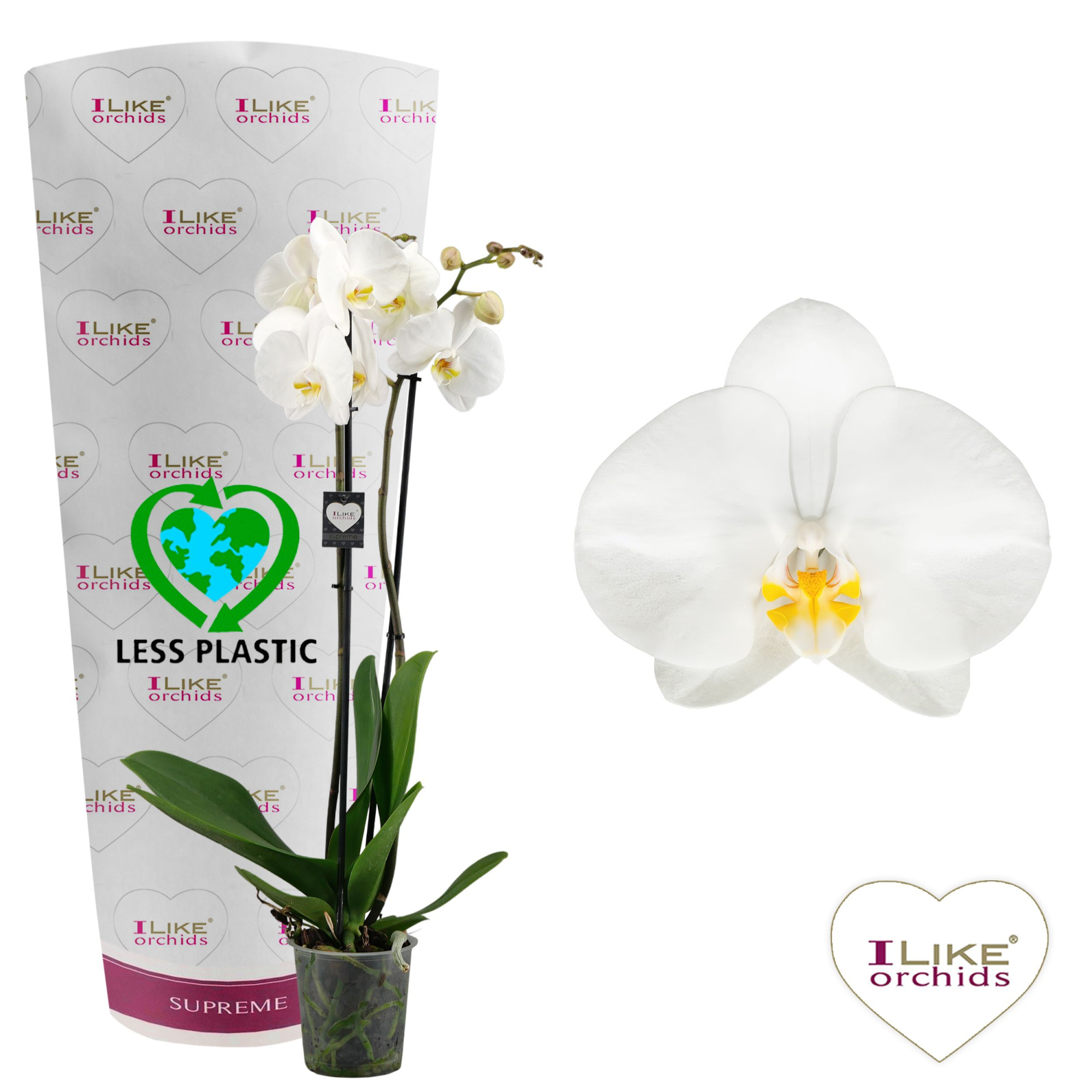 Phalaenopsis Oxford - 2 tak 70cm (Less Plastic), D 12 cm