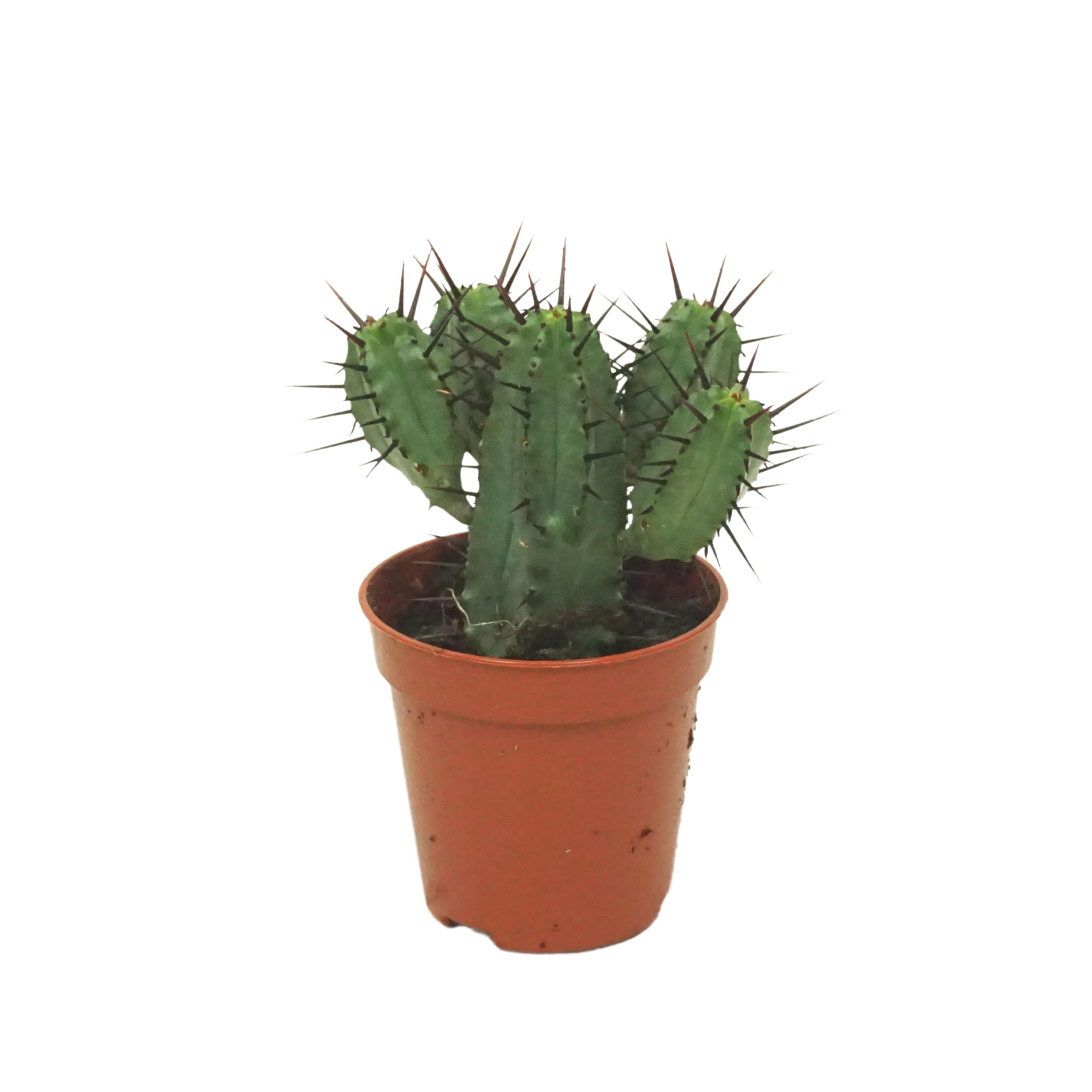 Euphorbia enopla 5,5 cm, D 5,5 cm