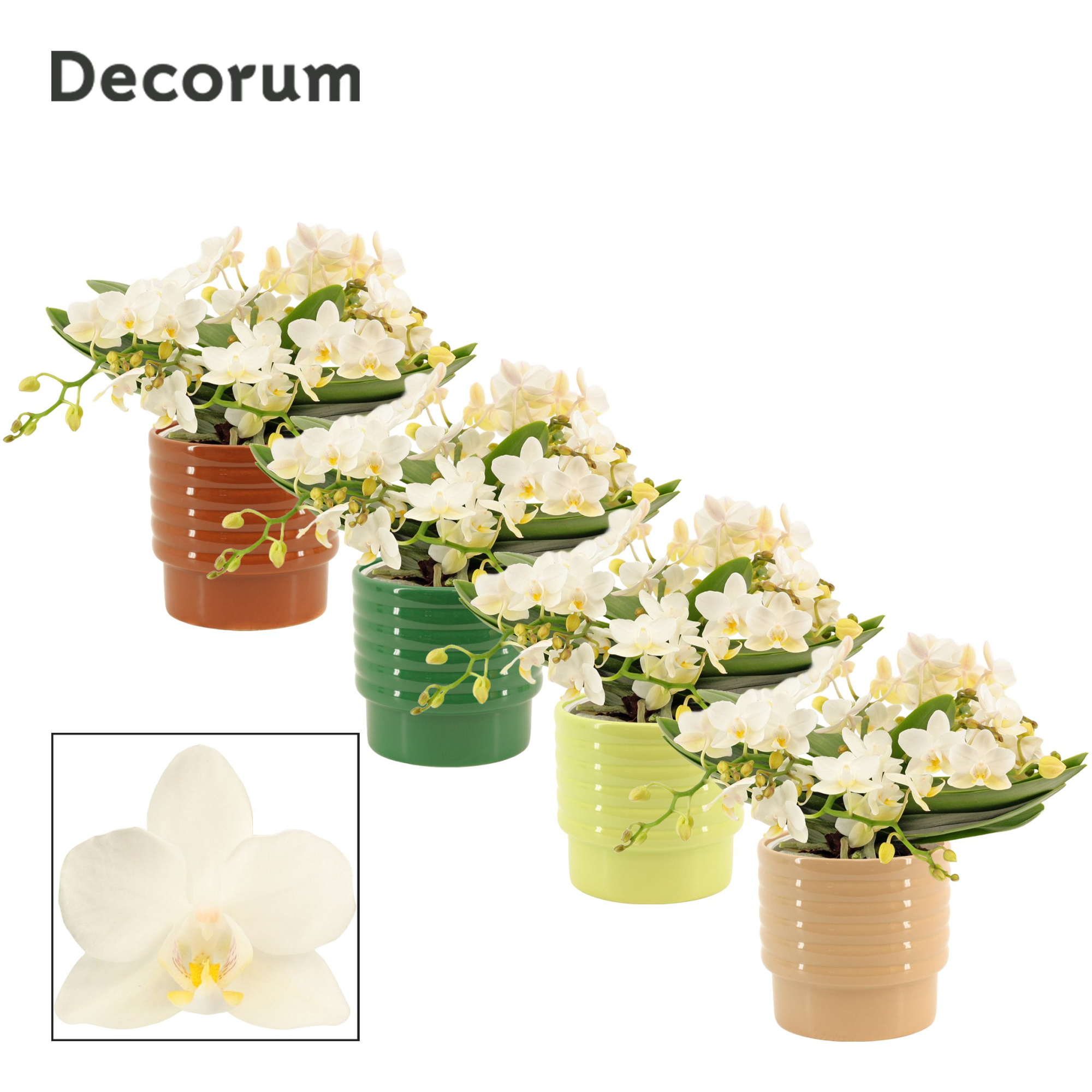 Phalaenopsis Table Whitney 4+ tak in Naemi (Natural bubble-colle, D 12 cm