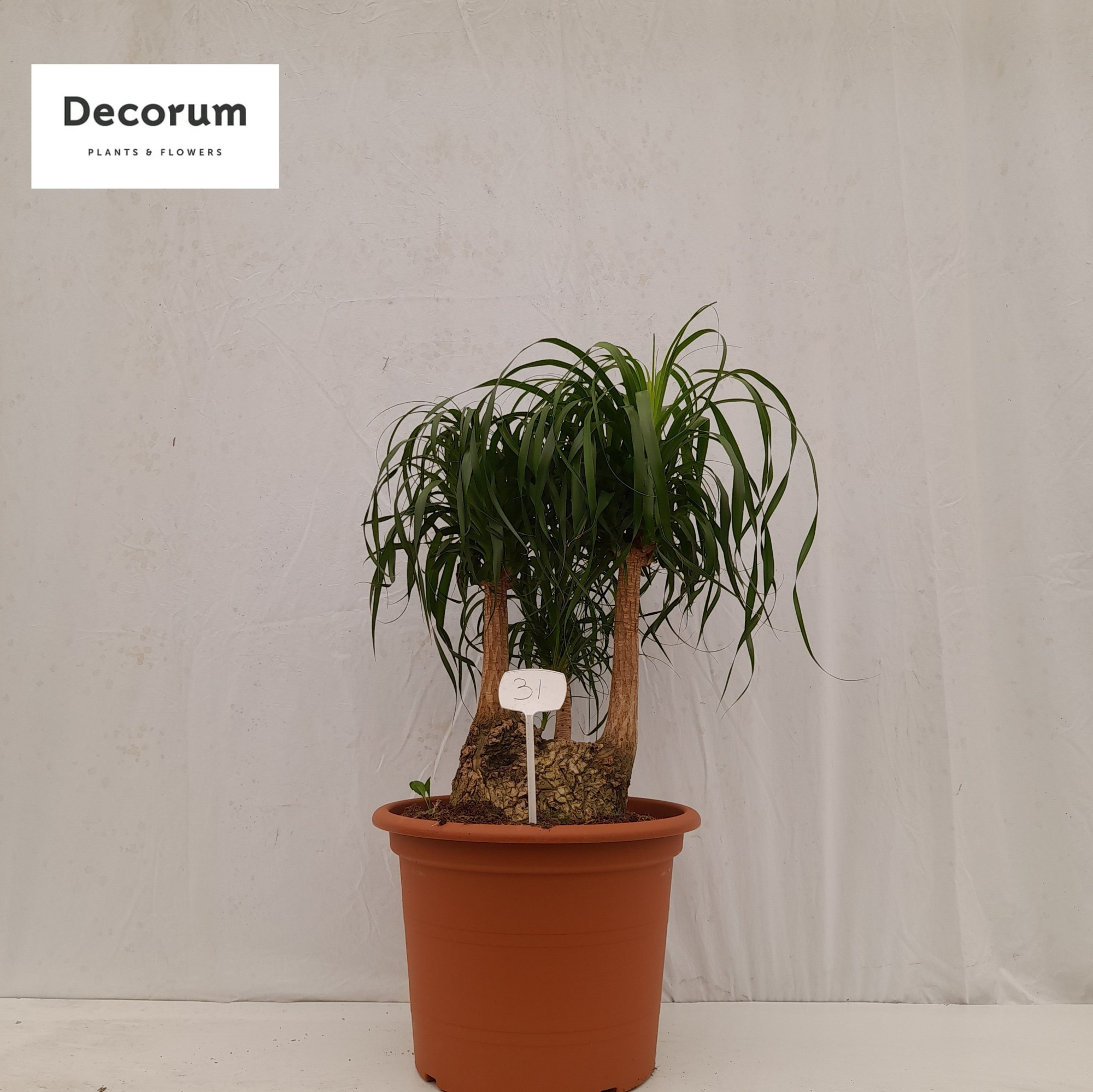 Beaucarnea vertakt op nummer 31, D 50