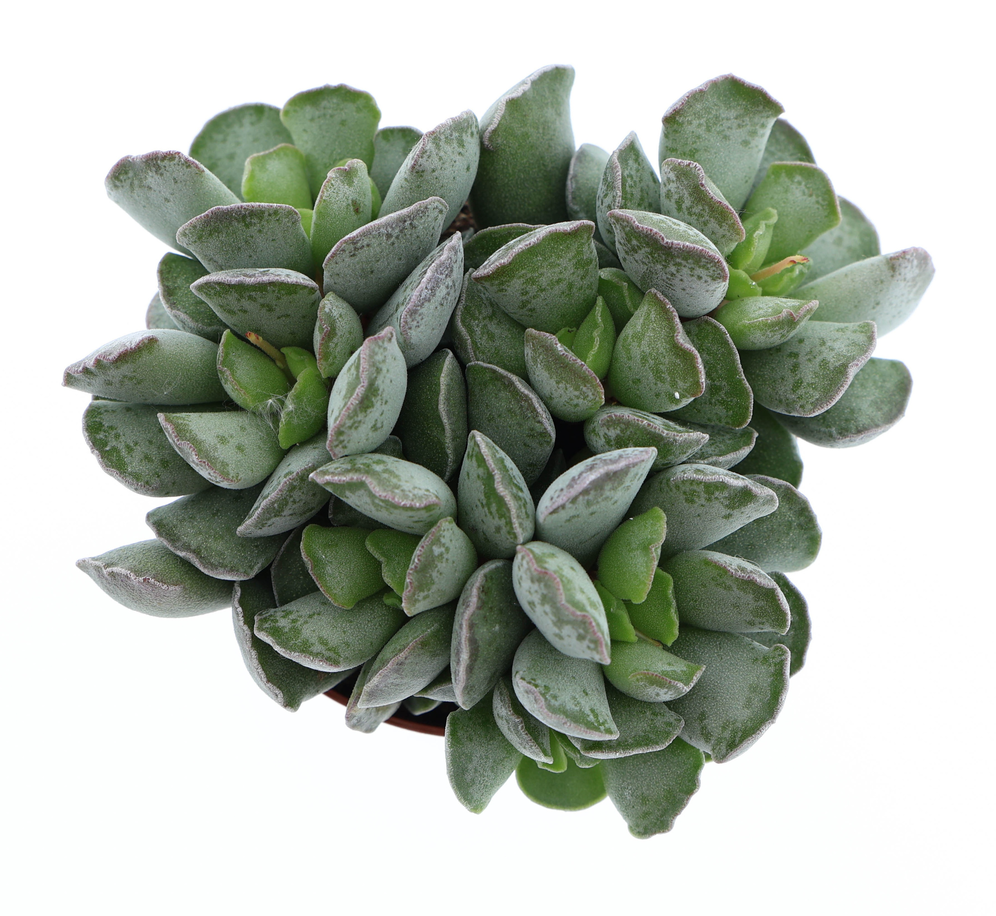 Adromischus Cristatus, D 8,5 cm