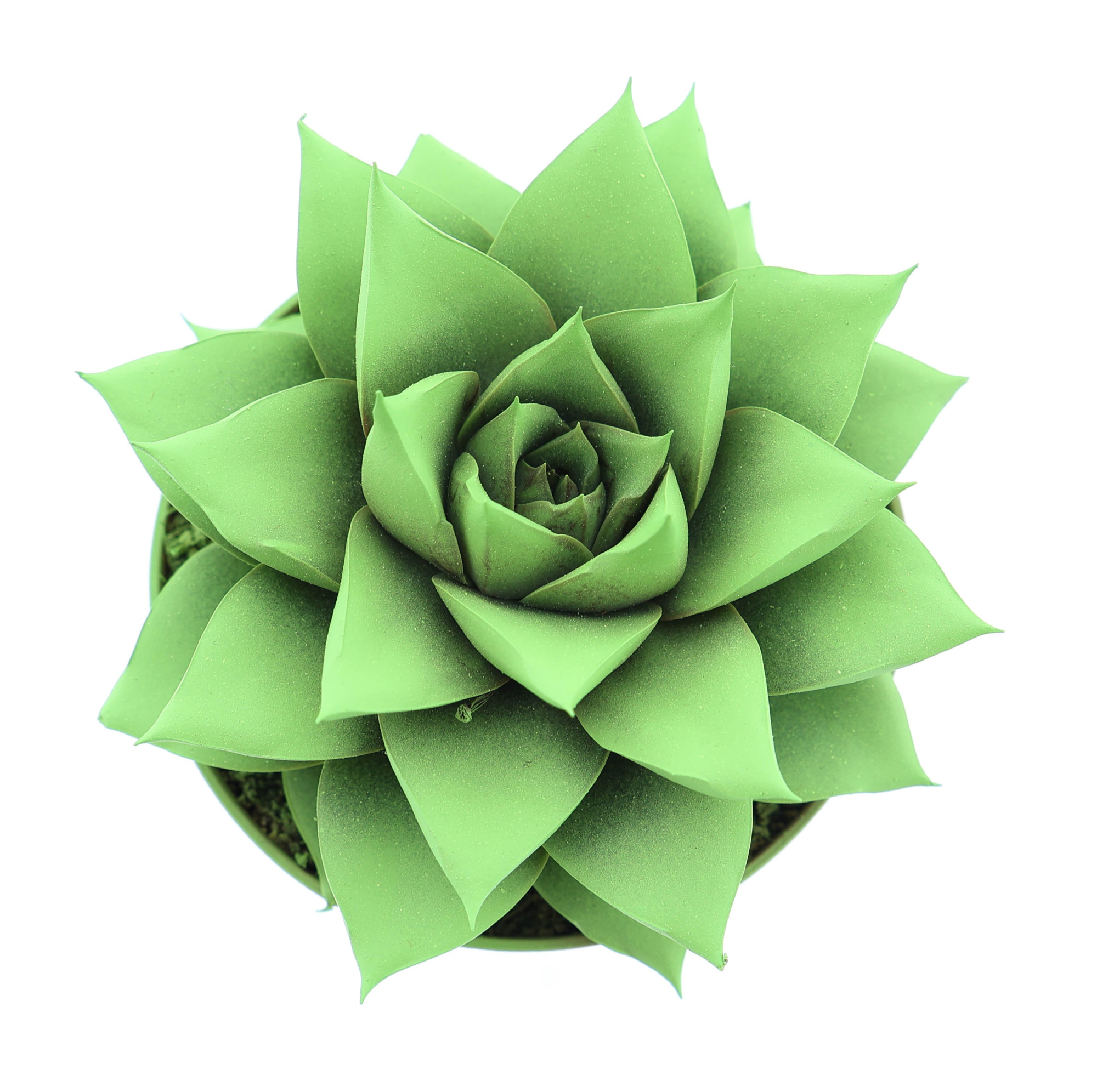 Rainbow purper bright green, D 8,5 cm