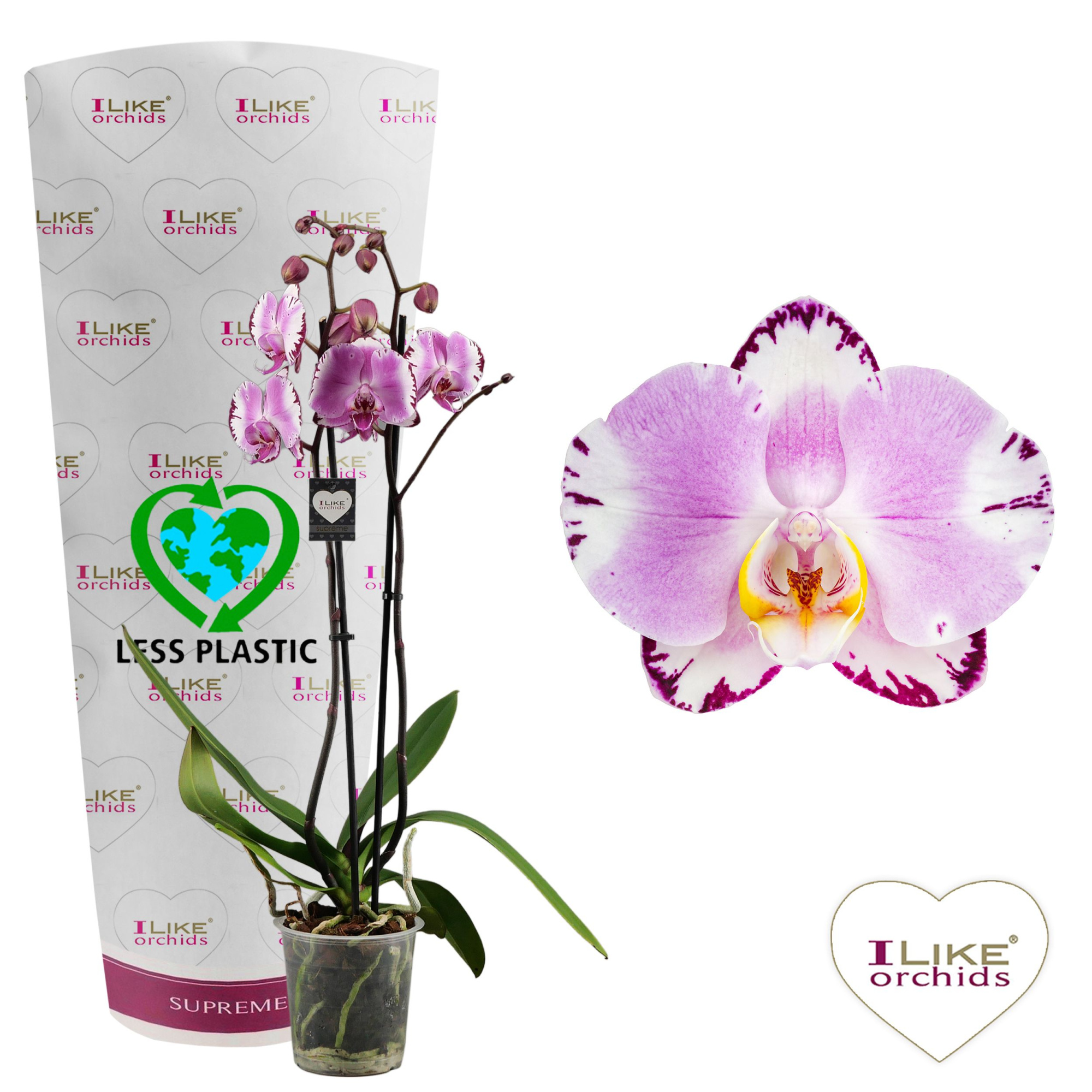 Phalaenopsis Art Nouveau - 2 tak 70cm (Less Plastic), D 12