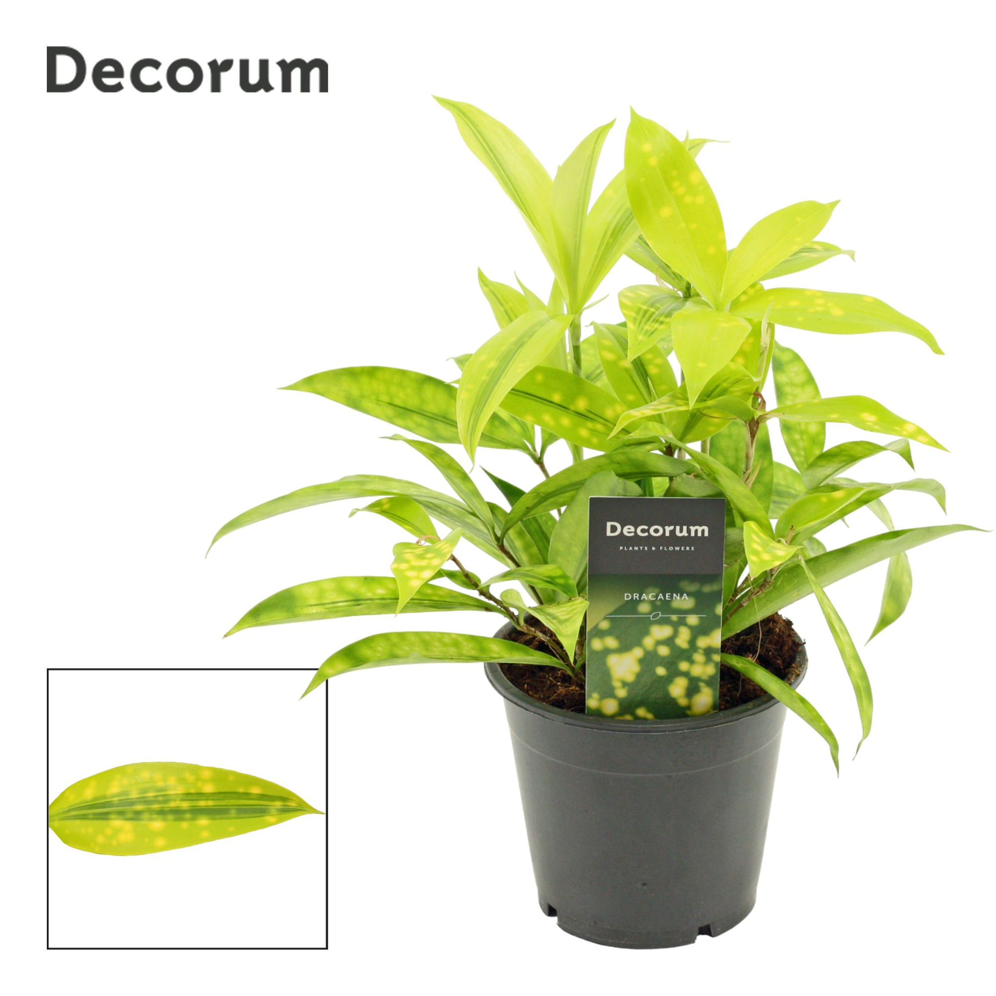 Dracaena Surculosa Mike 12 cm (Decorum), D 12 cm