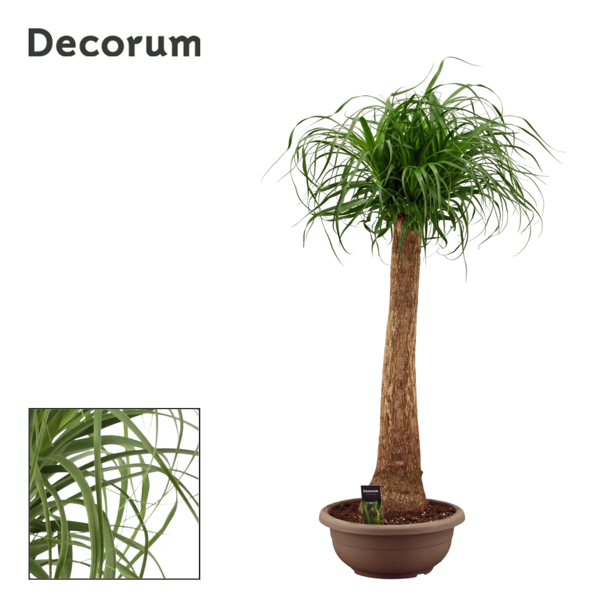 Beaucarnea recht compact in 35 cm (Decorum), D 35 cm