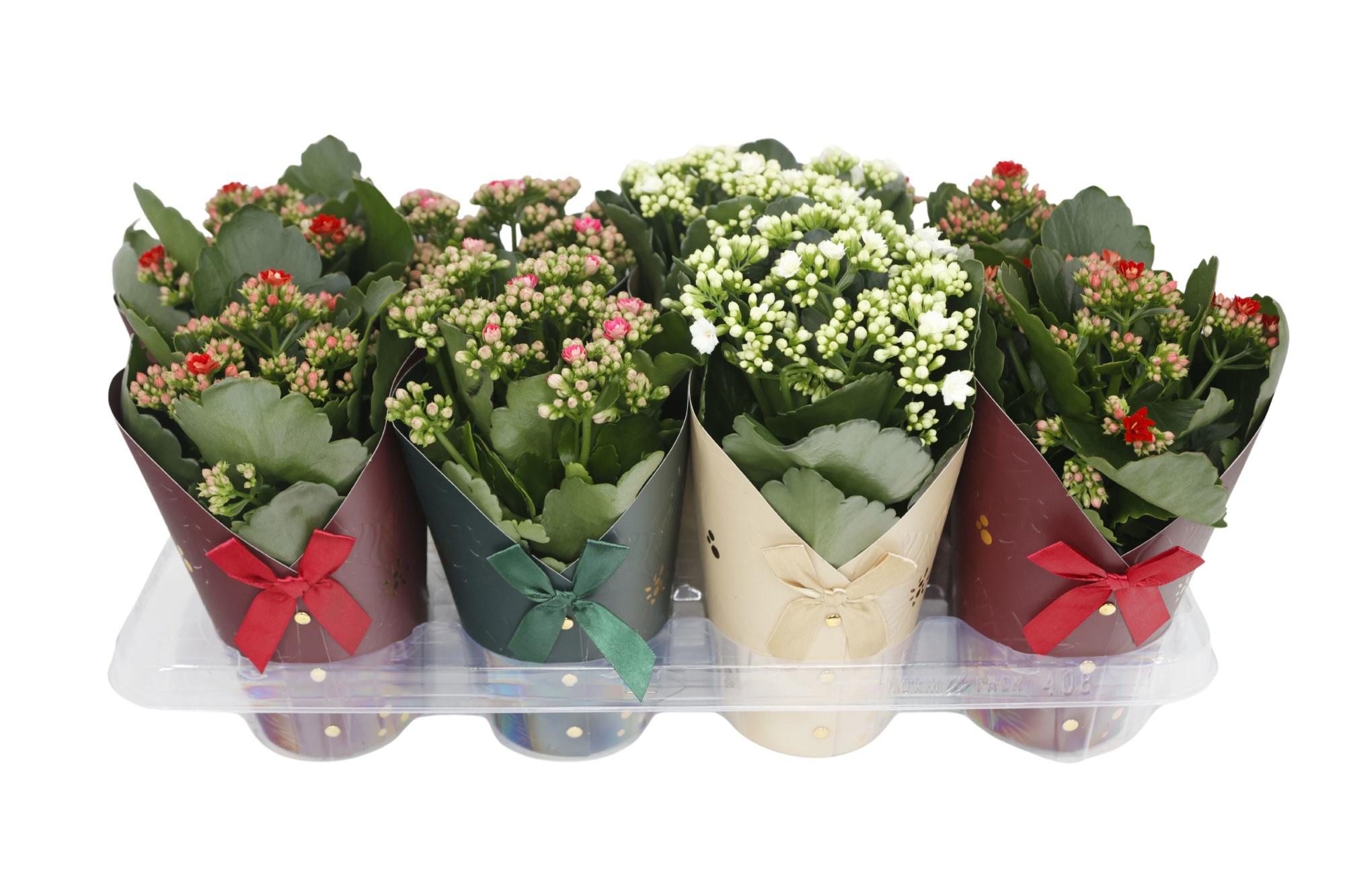 Calandiva 12 cm MIX - Gloria cover, D 12