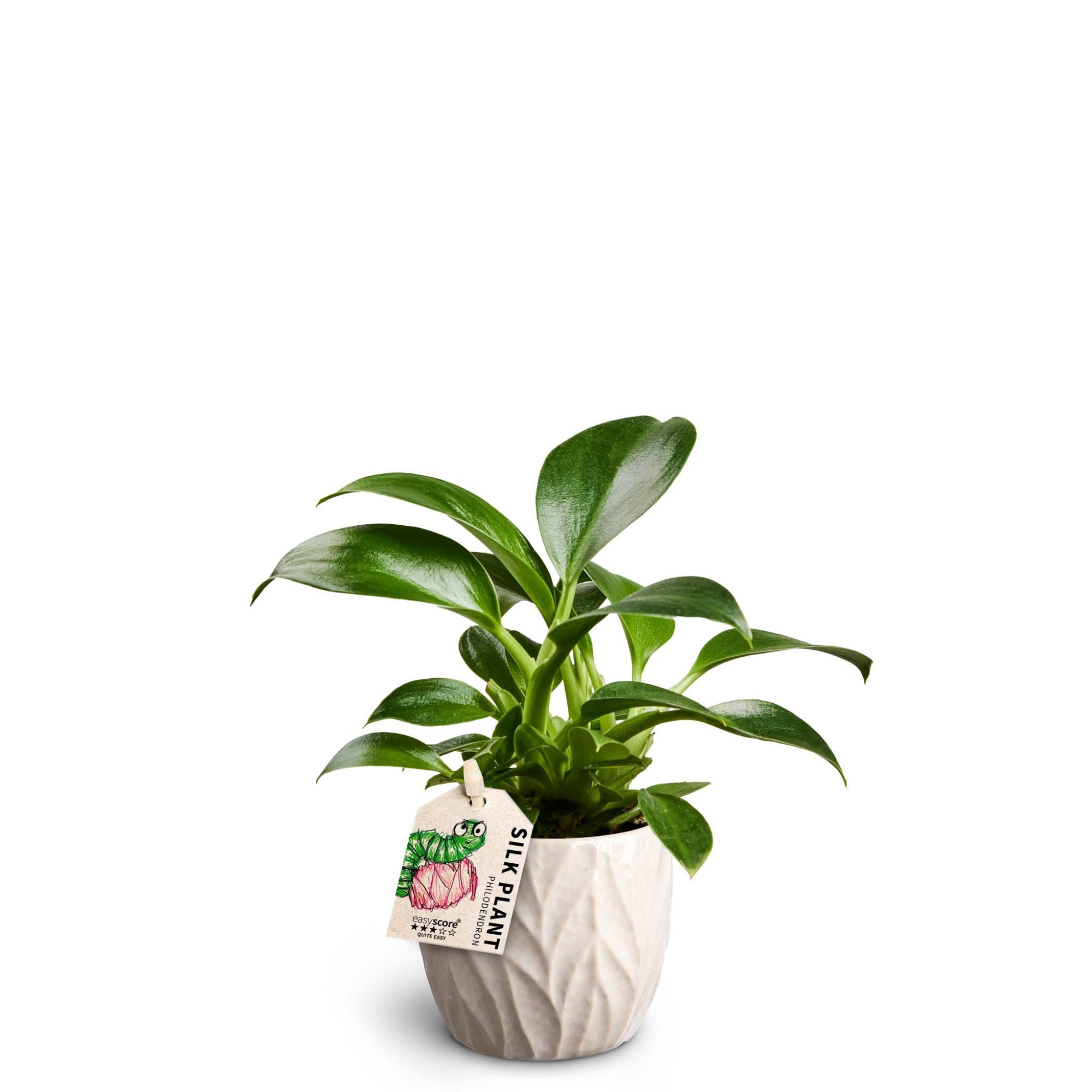 Leaf Sand, Philodendron ´Green Princess´, D 7