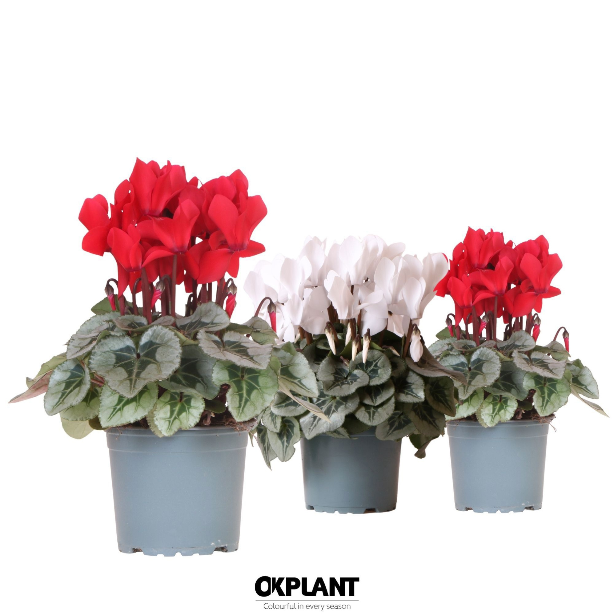 Cyclamen Rembrandt red white mix, D 12 cm