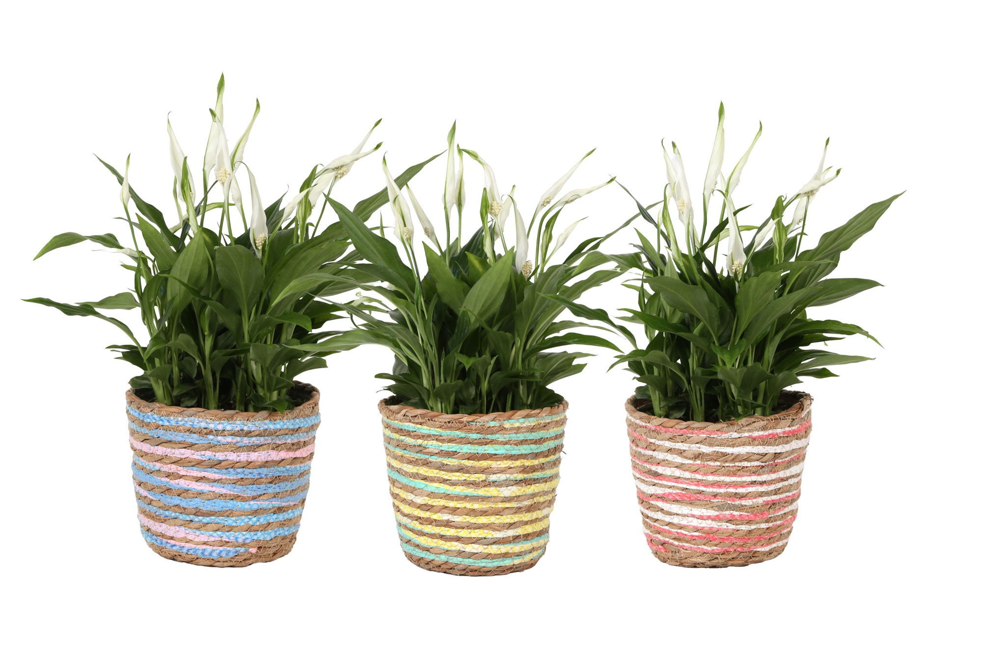 KP-847.2 - Spathiphyllum 15cm in mand 3 assorti mix, D 15 cm