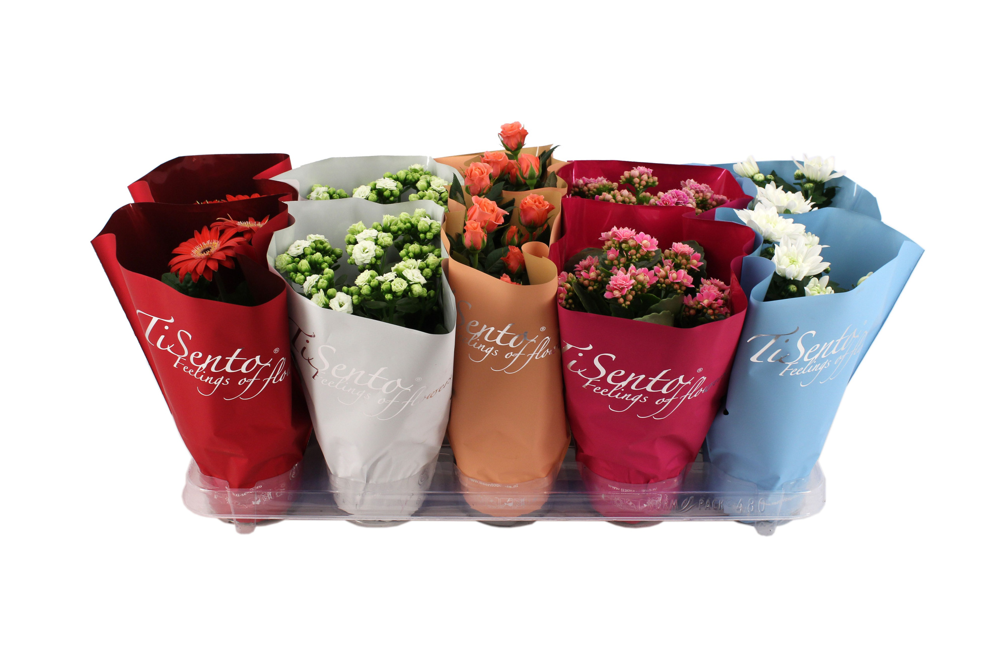 Bloeimix 12cm - November Mix, D 12 cm