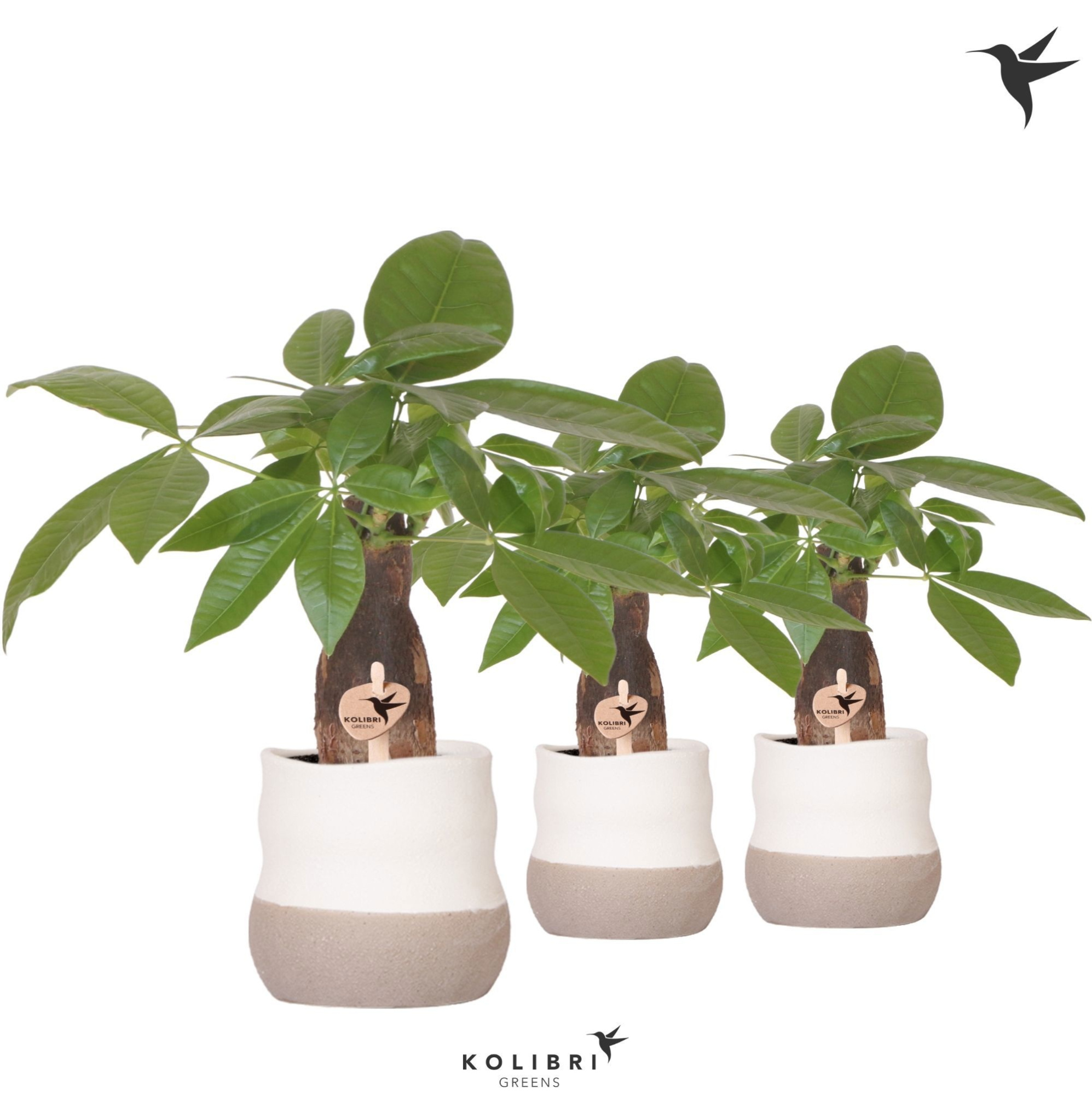 Kolibri Greens Pachira in Imperfect Bag pot, D 9 cm