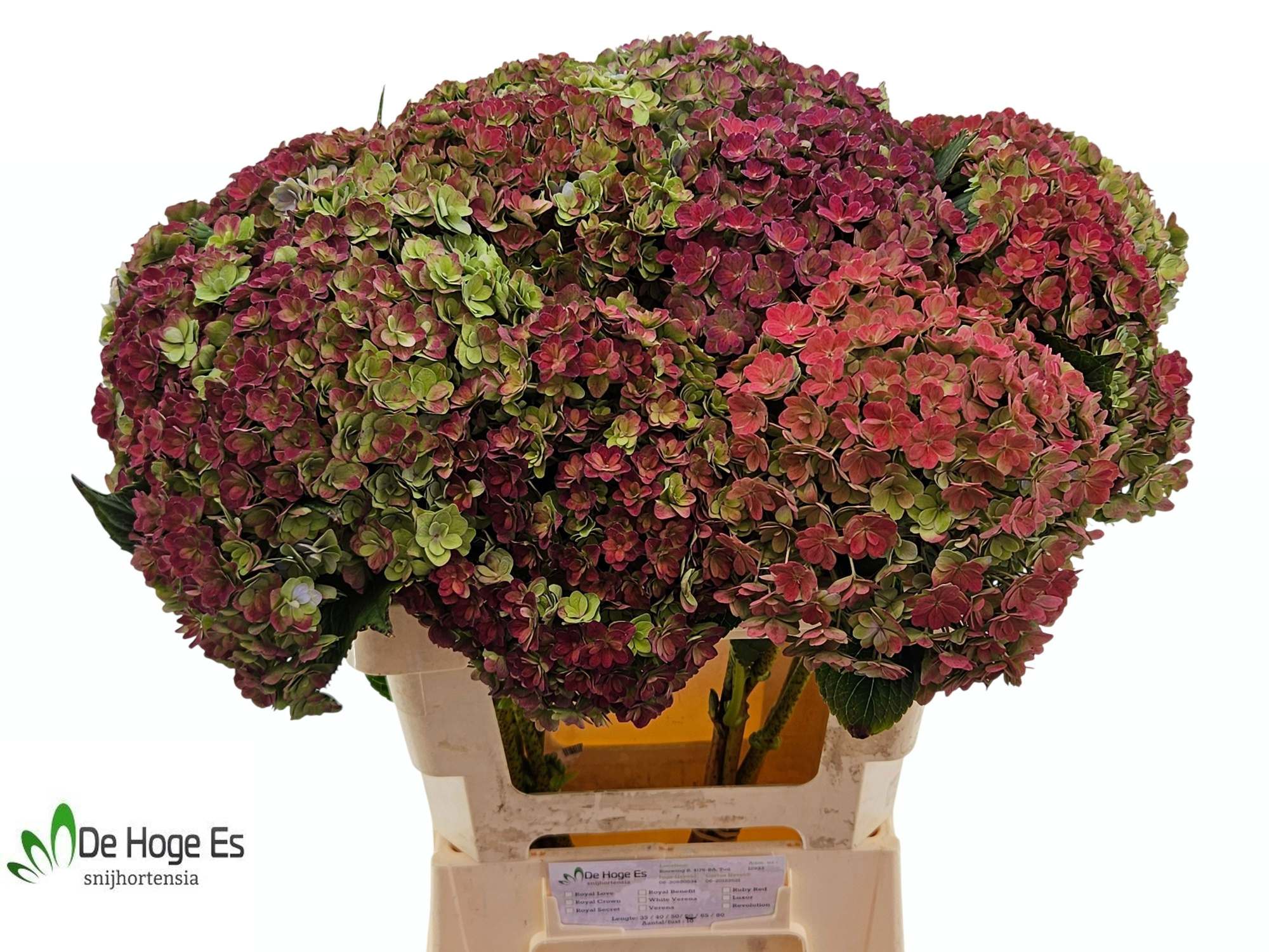 Гортензия Люксор Классик 60, шт.