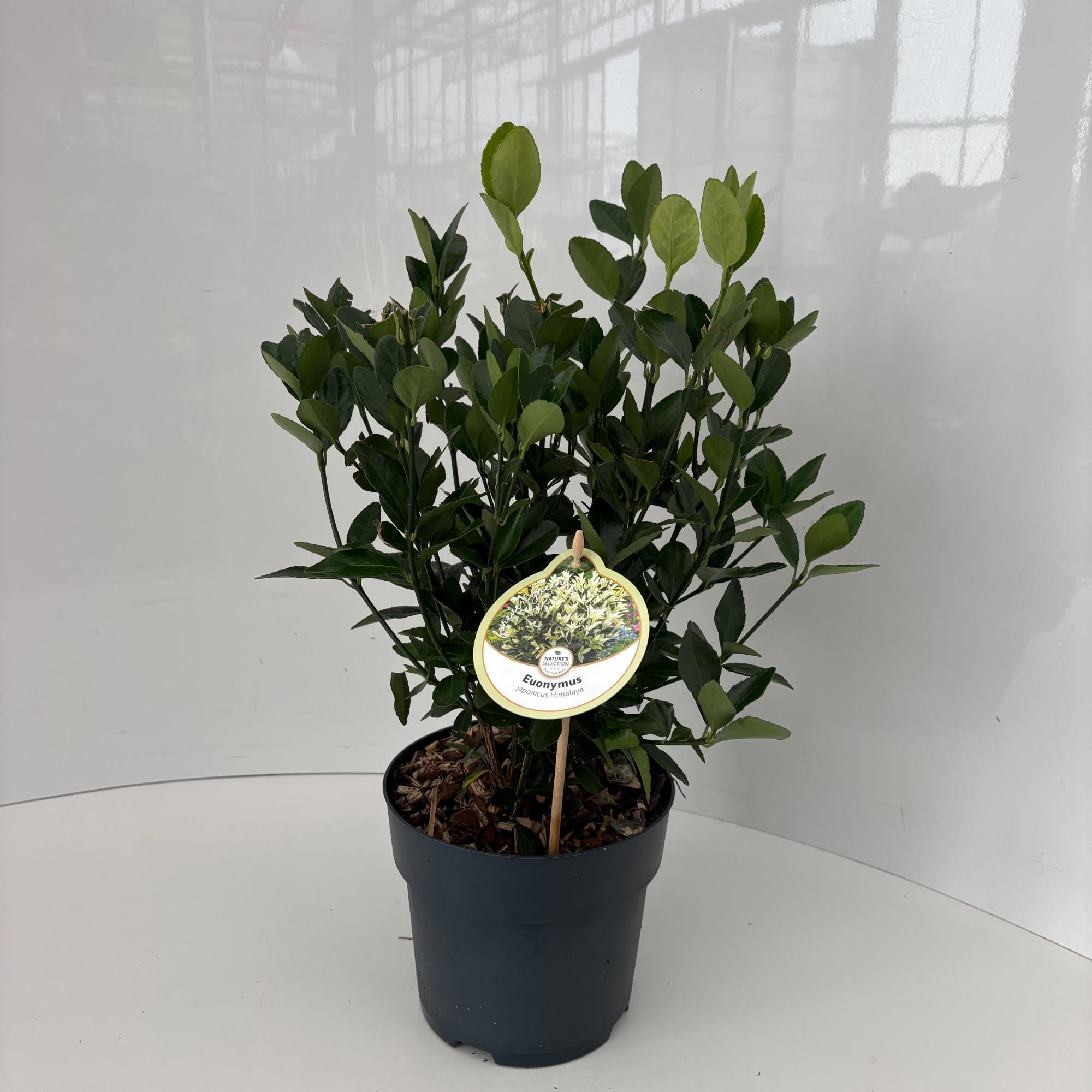 Euonymus japonicus Himalaya, D 17 cm