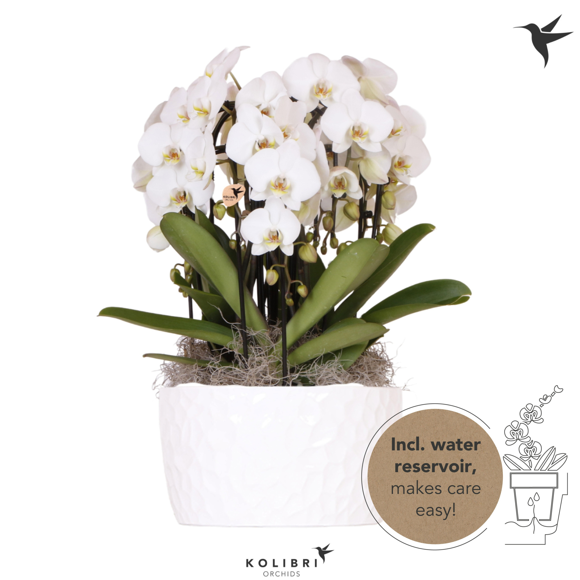 Kolibri Orchids Phalaenopsis Mono Bouquet Niagara Fall white 6 spike in Honey dish with watering system, D 28
