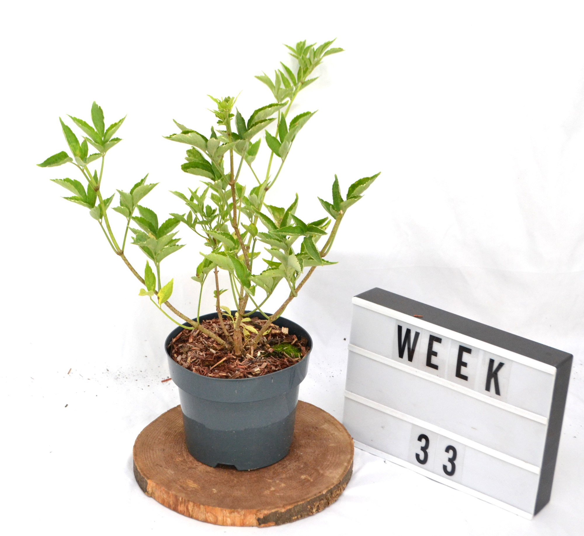 Sambucus nigra Gold Spark C3, D 19 cm