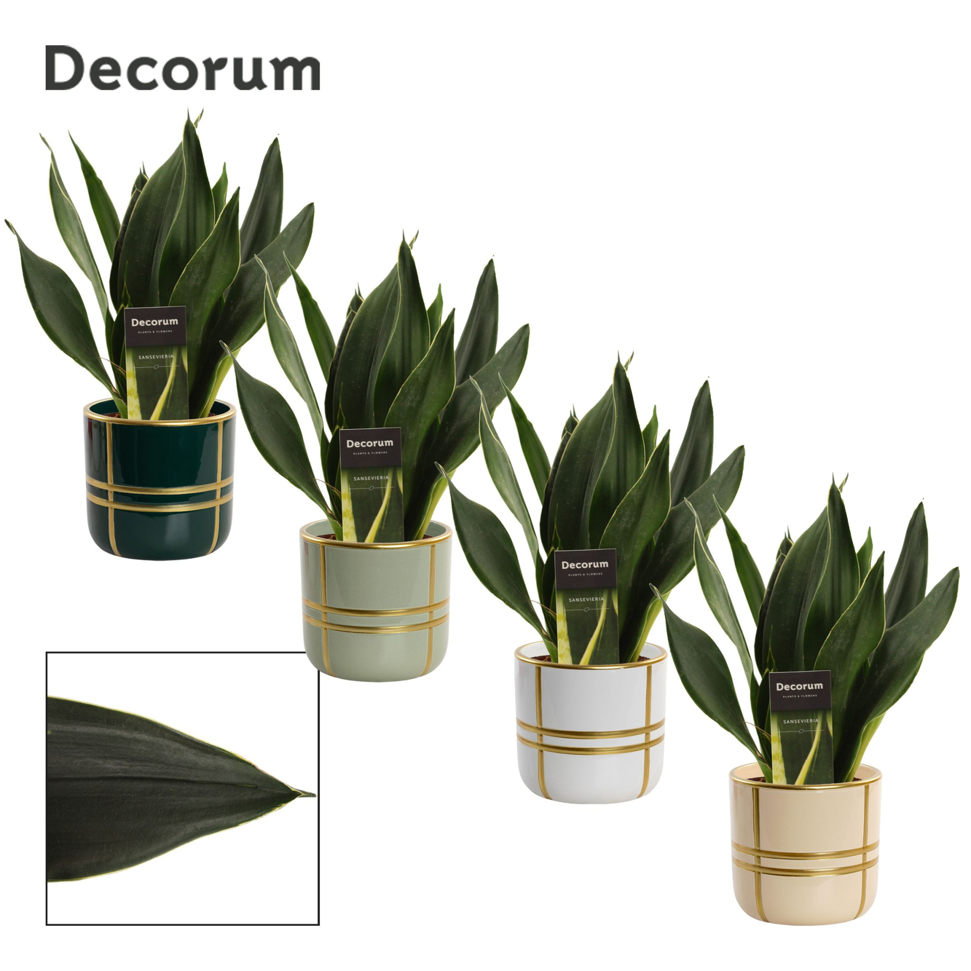 Sansevieria Black Diamond 12 cm in Lauri (Top blend-collection), D 12 cm