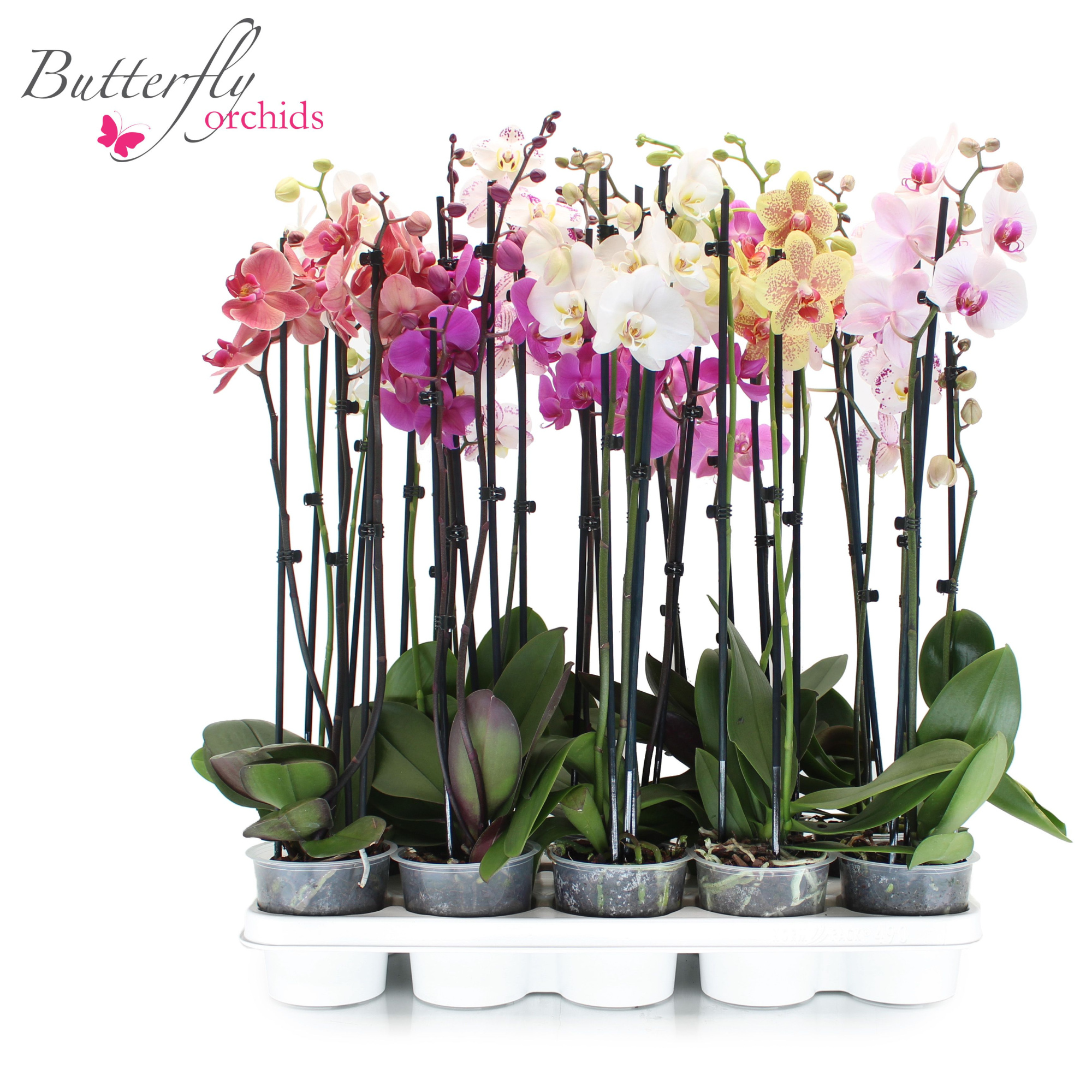 Phalaenopsis Mix 3 tak 20+ 55-70 cm, D 12 cm