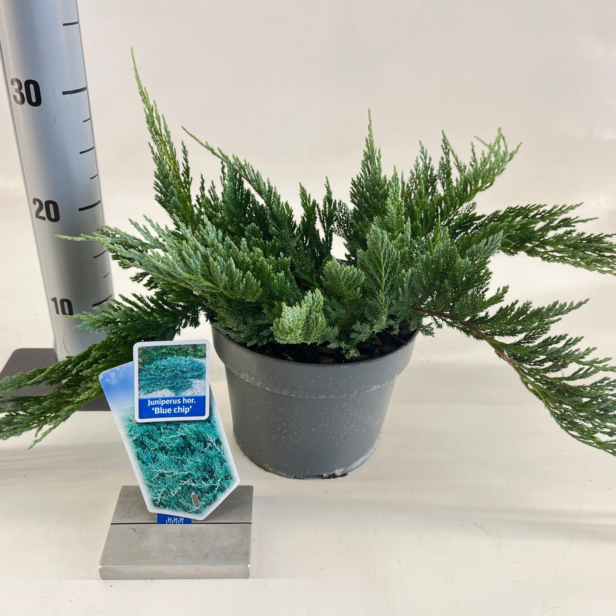 Juniperus horizontalis 'Blue Chip', D 19 cm