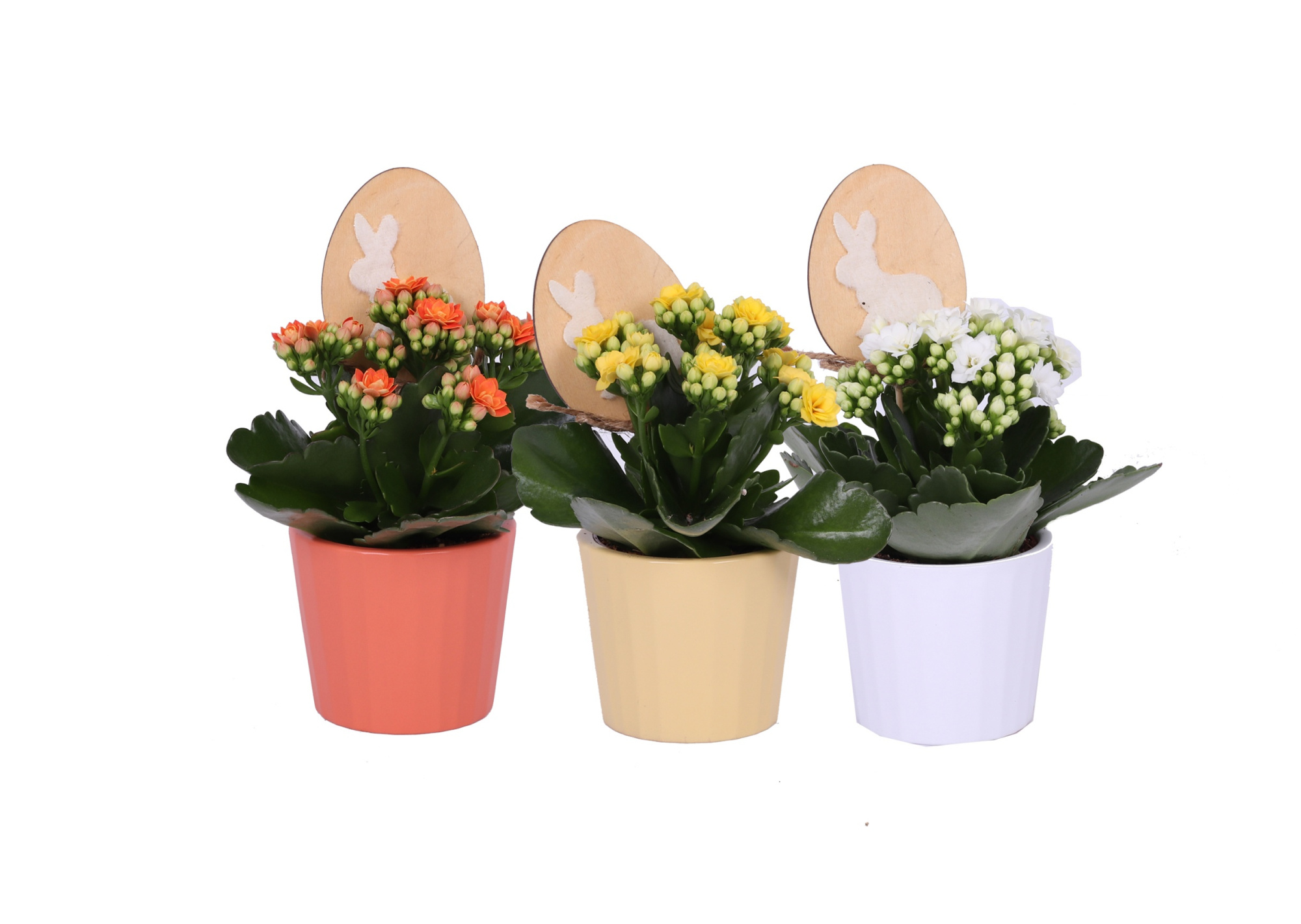 KP-902.4 - Kalanchoe 7cm in paasmix met bijsteker, D 7