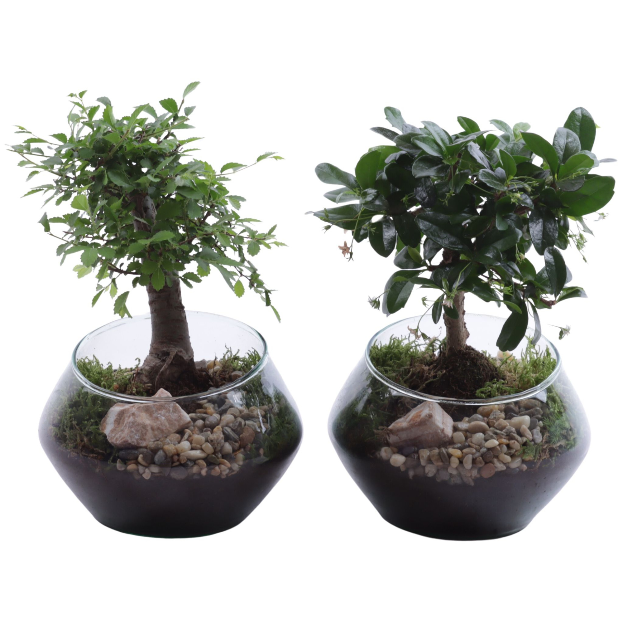 Bonsai Indoor Mix Ø09cm Ball Shape in Glass UFO Vase Ø15cm, D 15