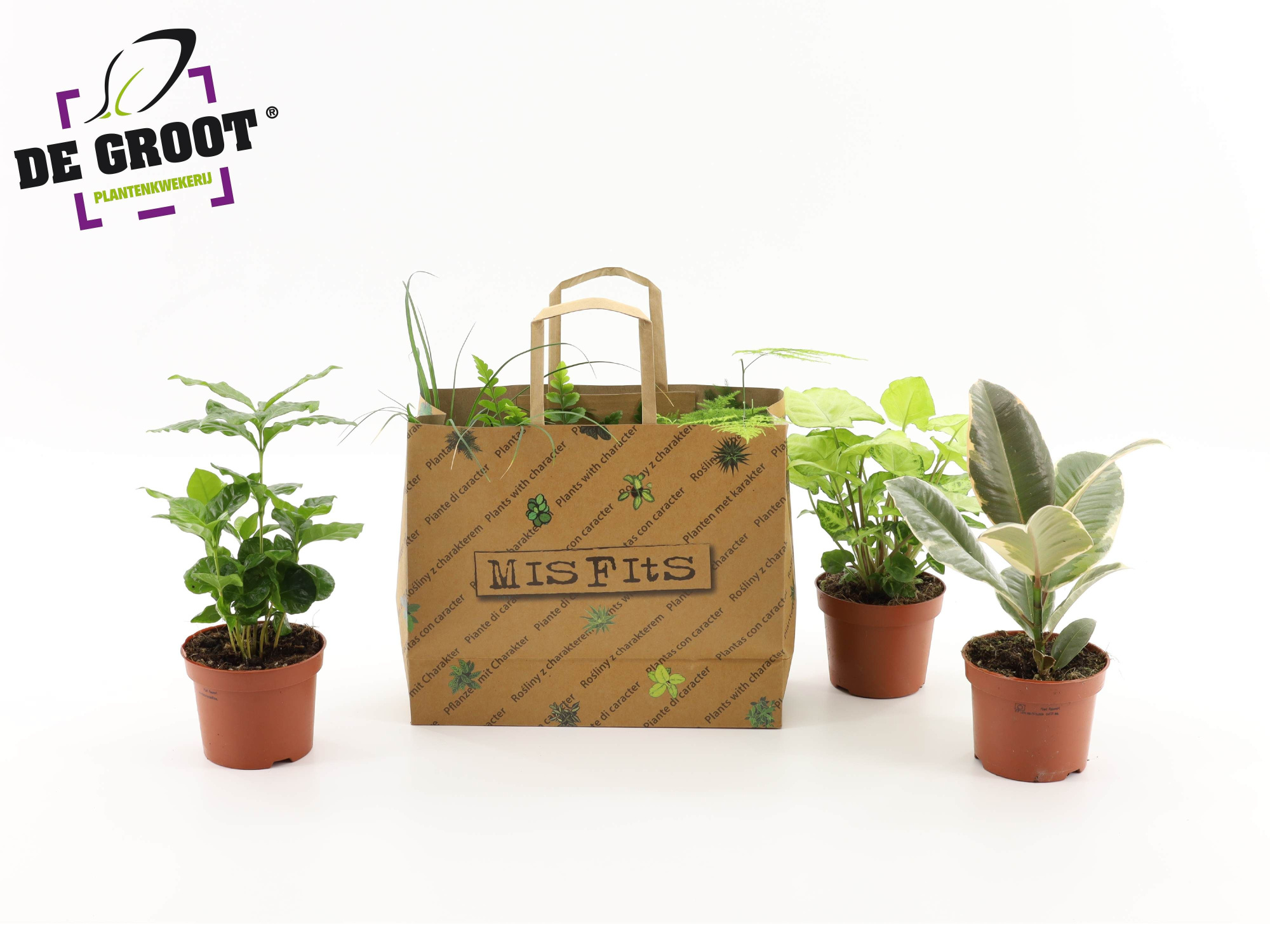 Misfits in tasje (3 planten), D 12 cm