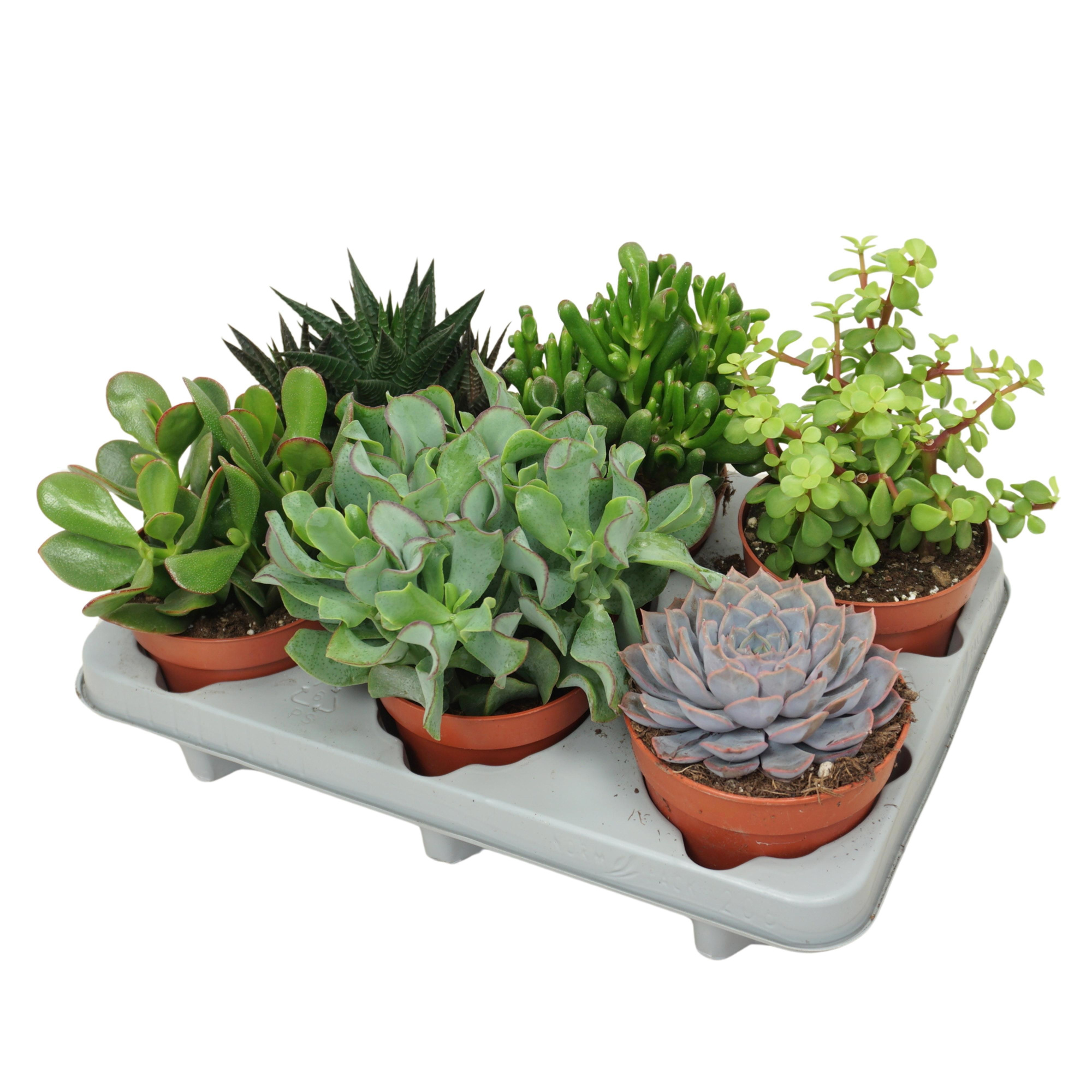 Succulenten mix 12 cm, D 12 cm