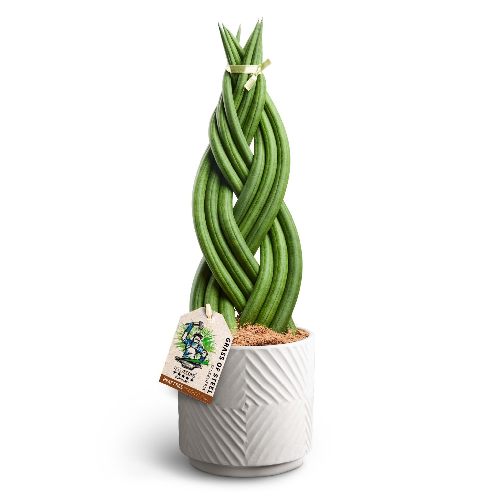 Dune Sand, Sansevieria ´Braid´, D 16 cm