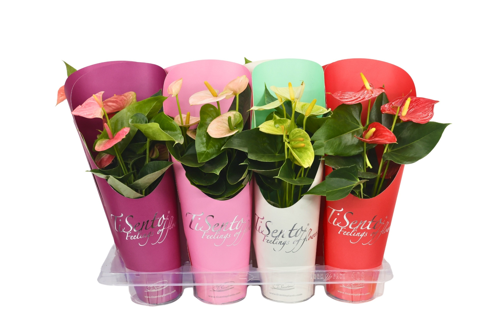Anthurium mix in cadeaucover p12 herfst, D 12