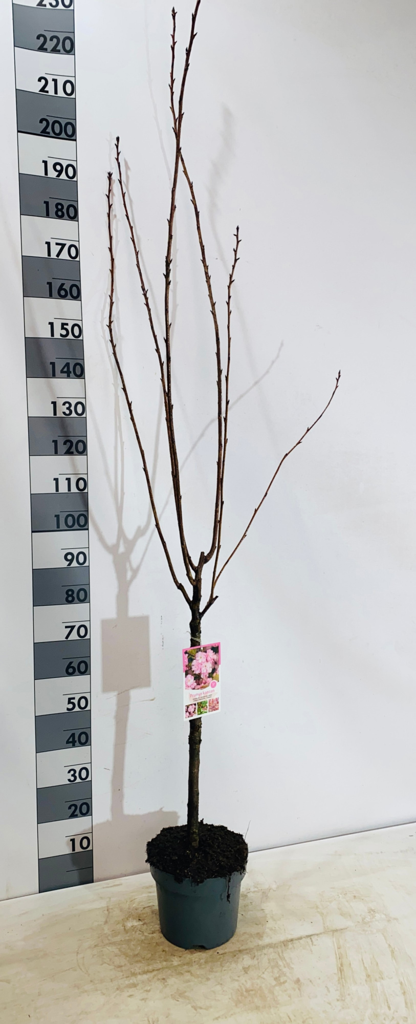 Prunus serrulata 'Kanzan', D 27