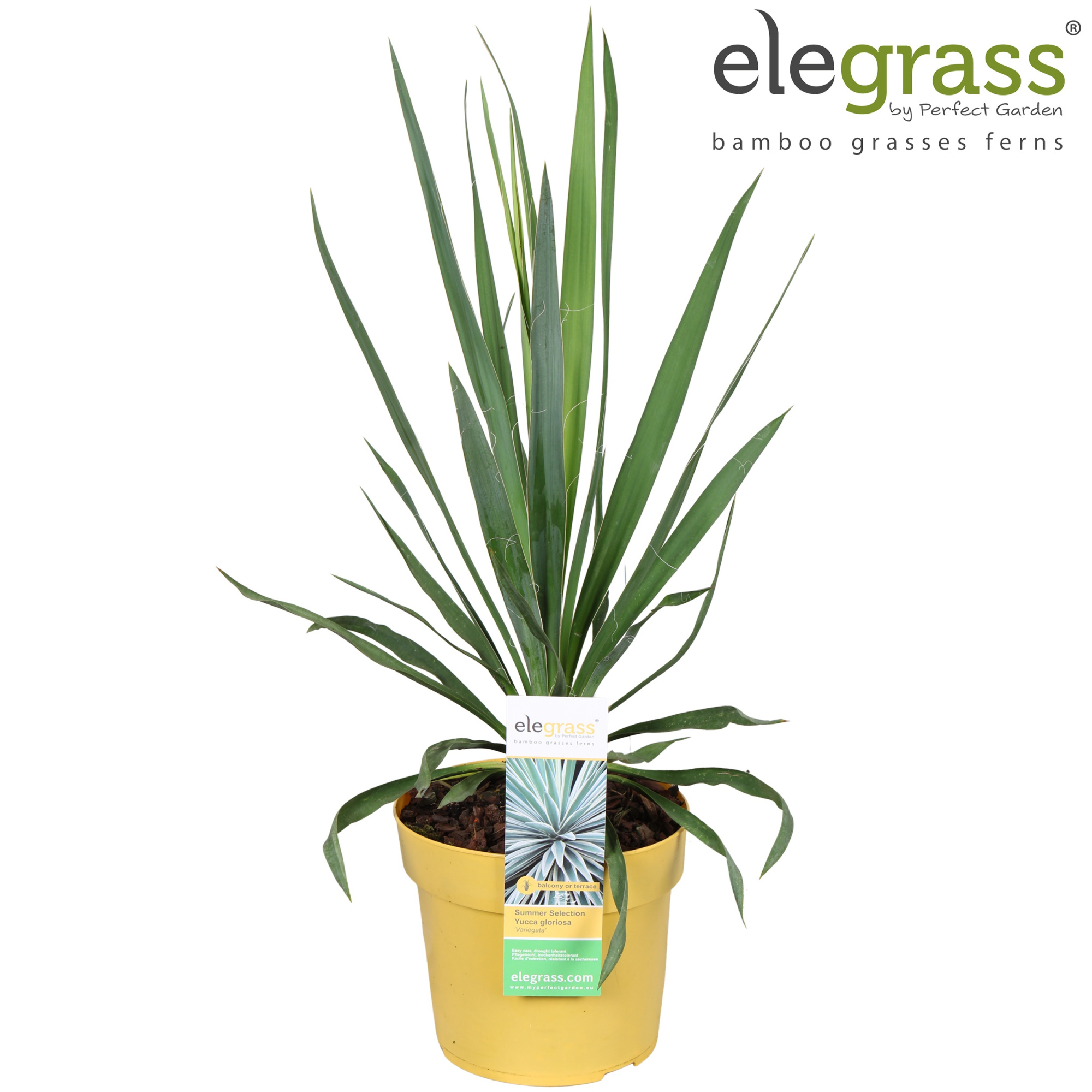 Yucca gloriosa 'Variegata' P19, D 19 cm