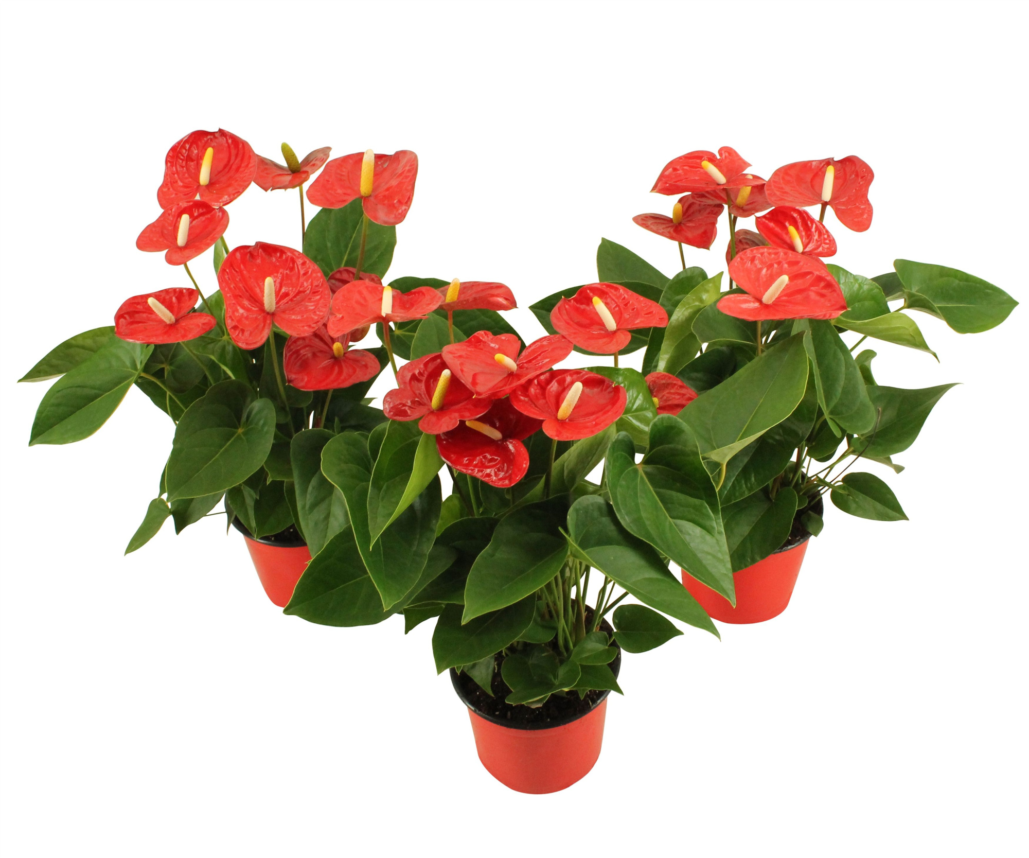 Anthurium XL.9 Jambo Red 14cm, D 14 cm