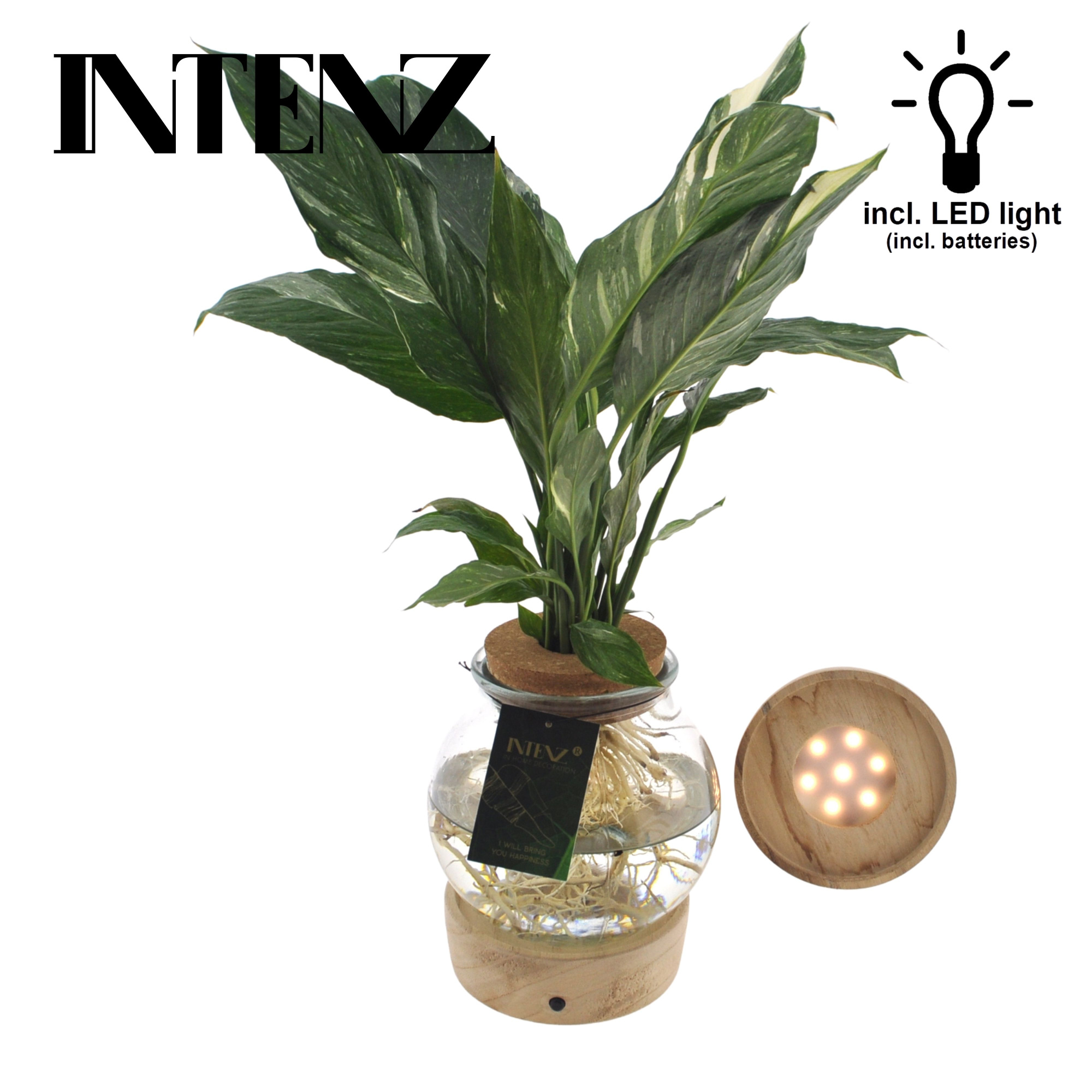 Spathiphyllum Diamond in Bolglas + Klikkurk + LED, D 12 cm