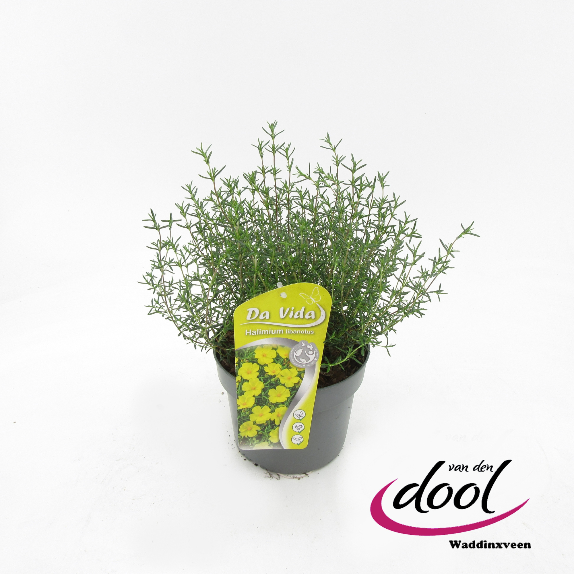 Halimium libanotis, D 19