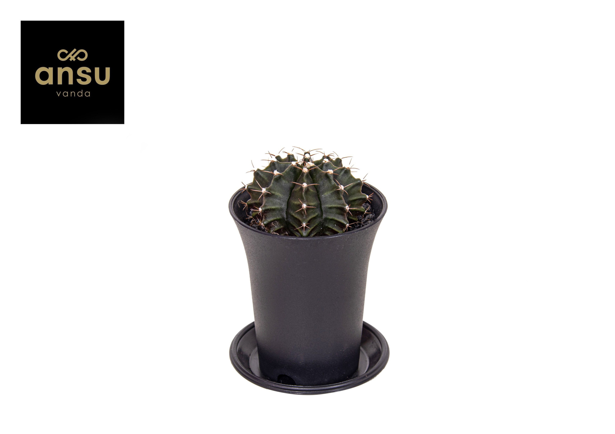 Gymno Cactus 'Green', D 7,5 cm