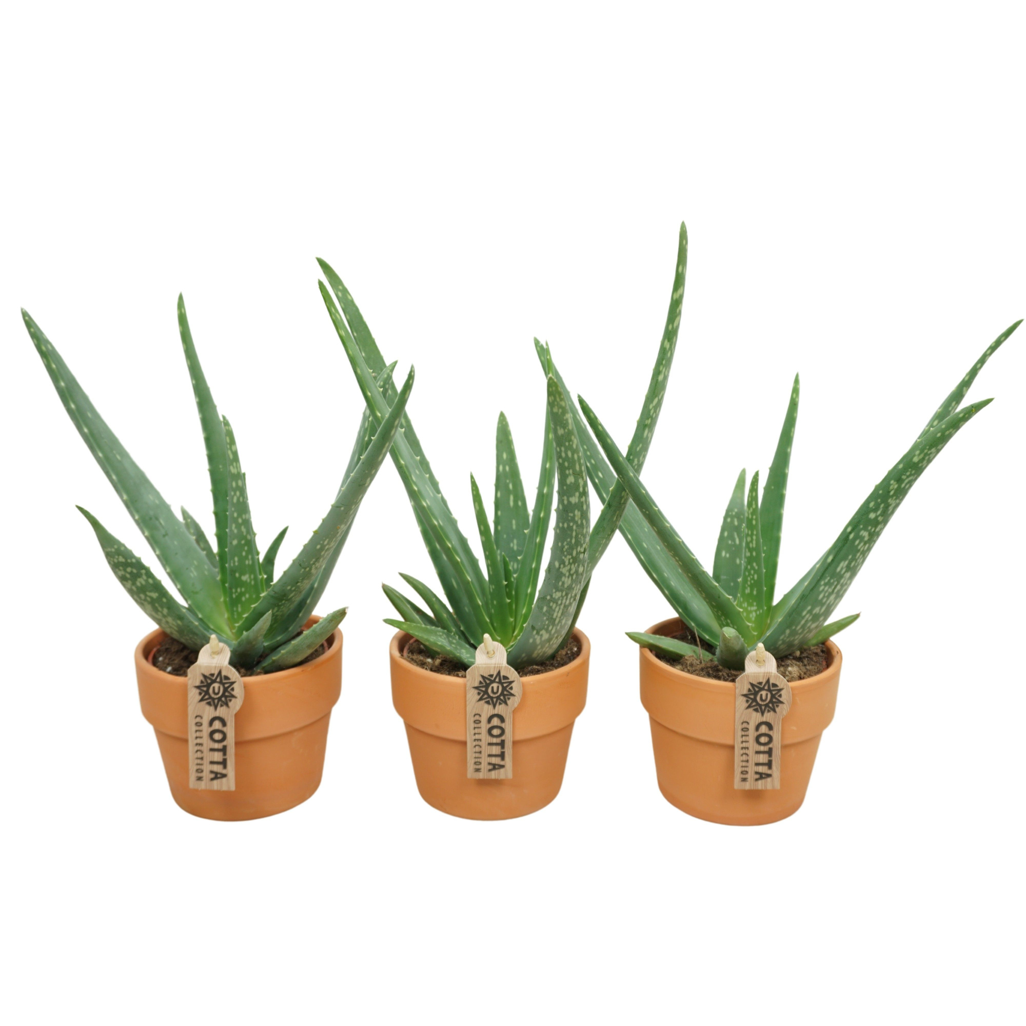 Aloë vera in 12 cm 'Terracotta Kraagpot', D 10,5