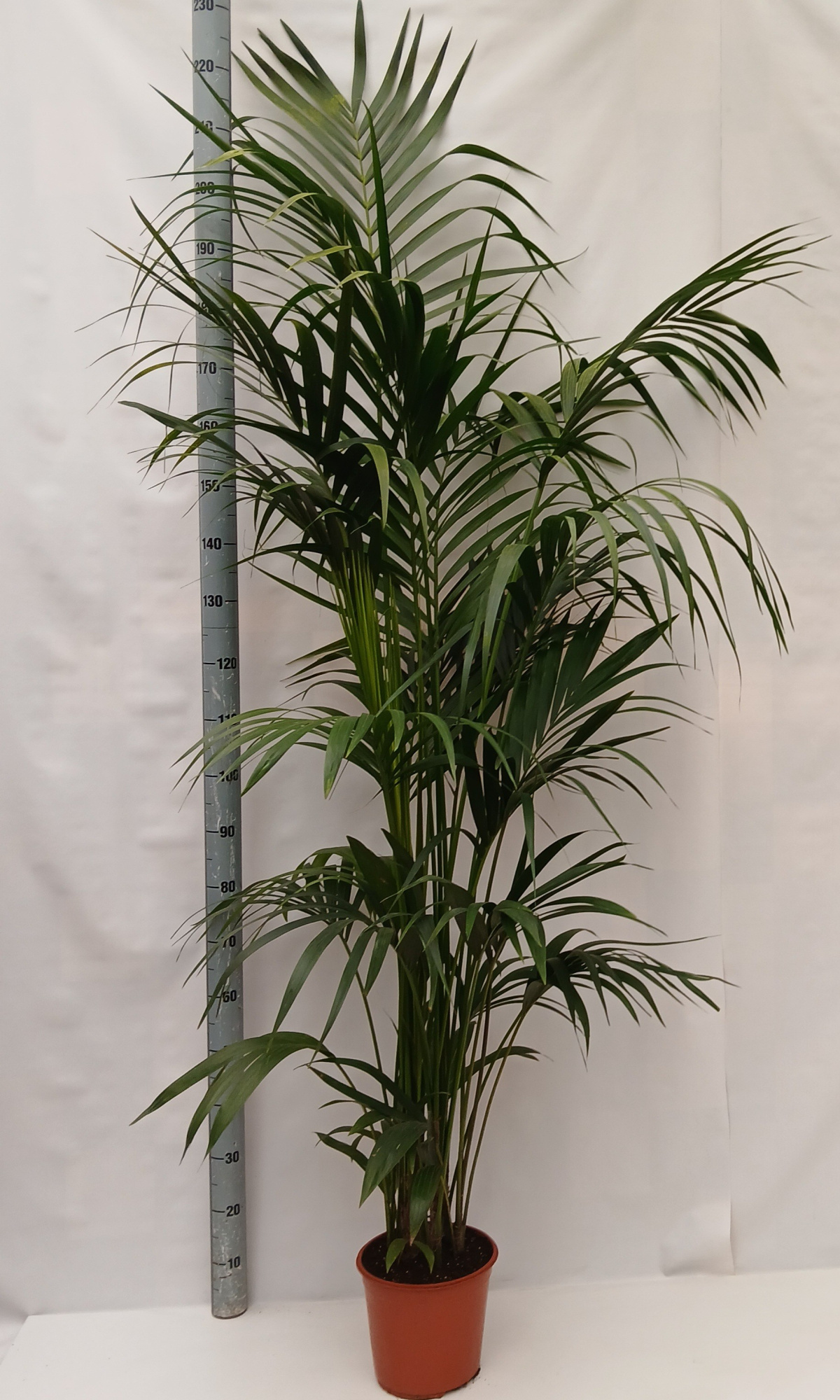 howea BUDGET LIJN, D 27 cm