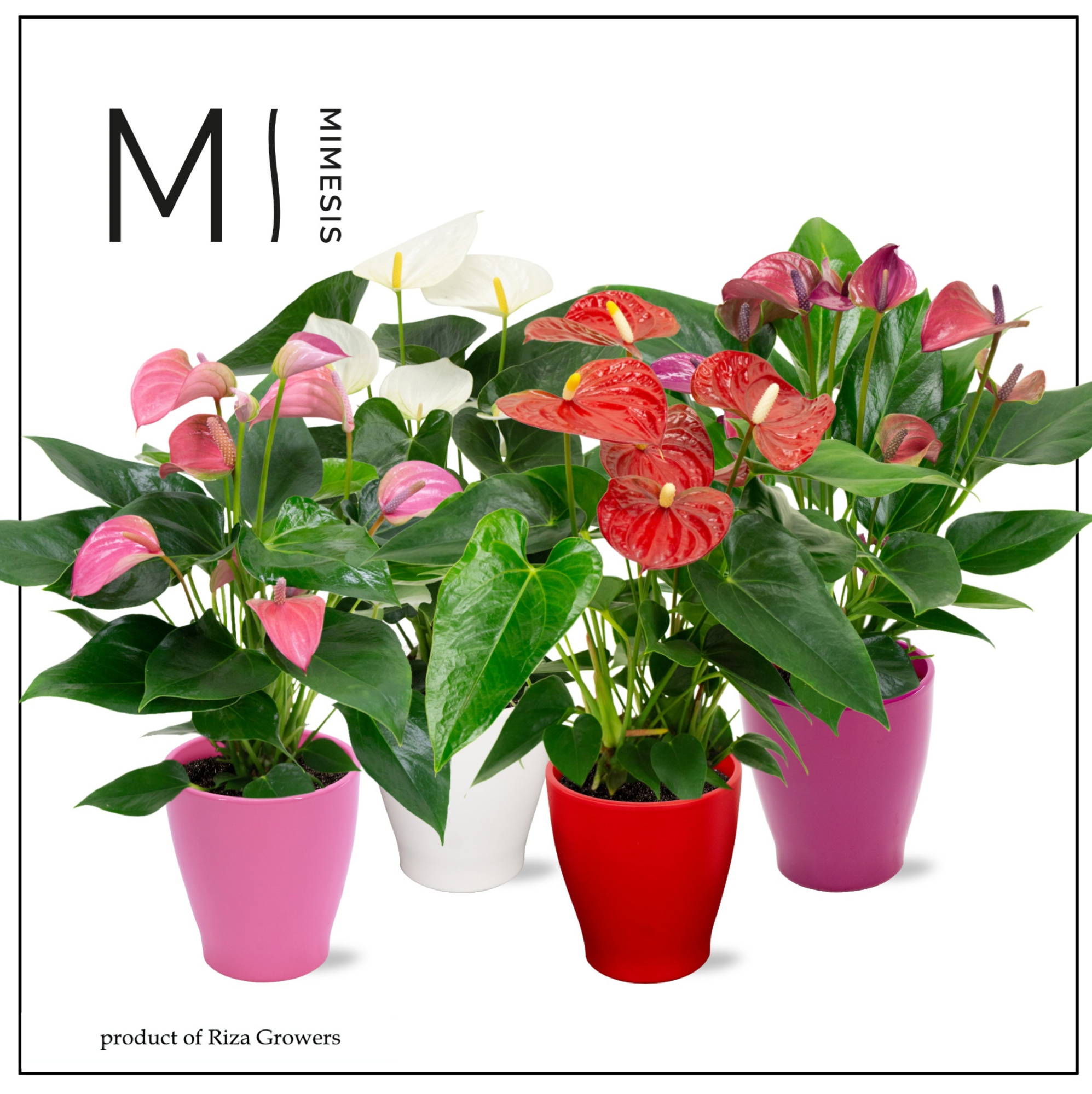 Mimesis Anthurium KARMA Mix - 12cm, D 12