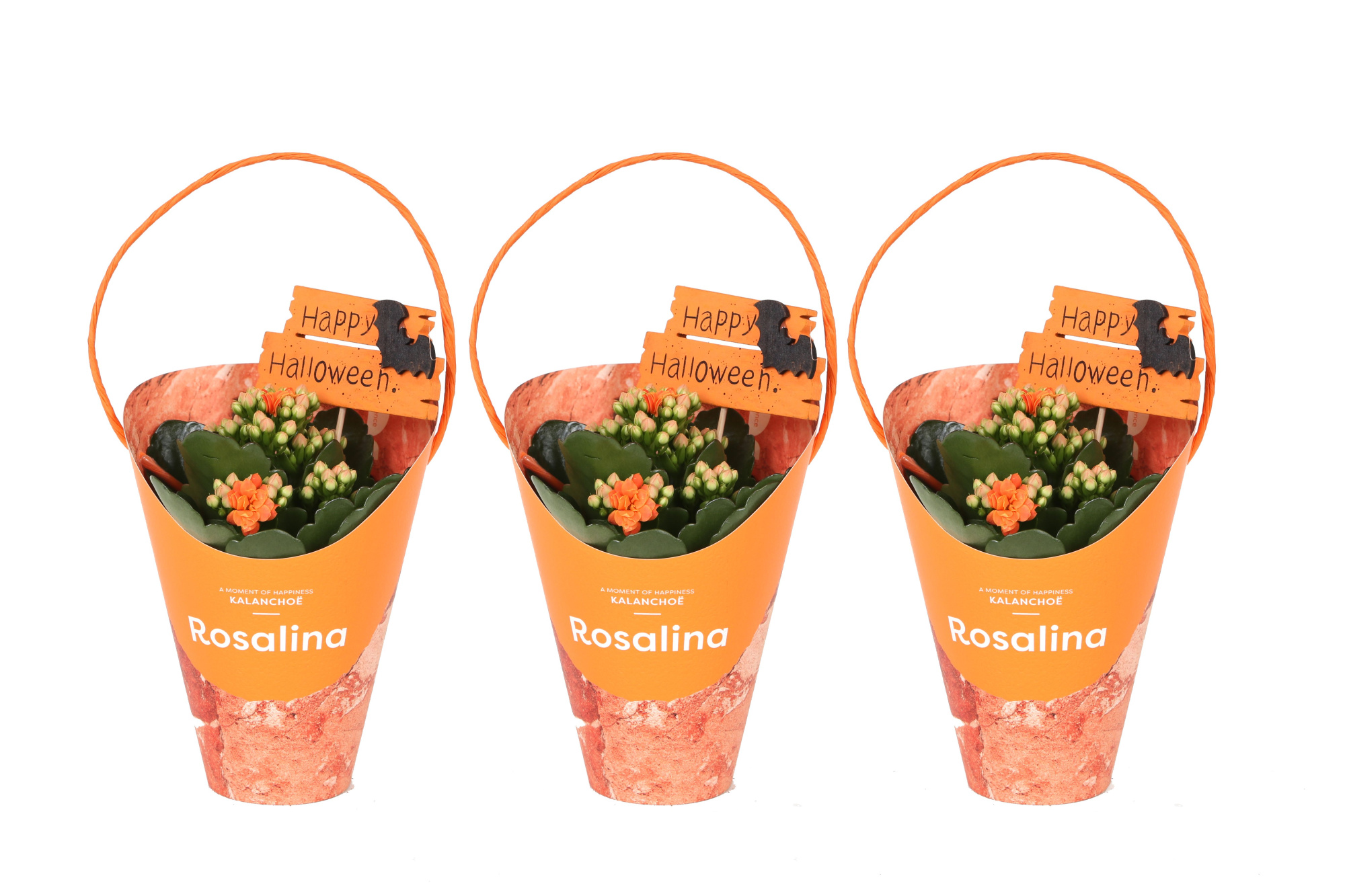 KP-857.5 - Kalanchoe Rosalina 7cm Giftskoker Halloween, D 7 cm