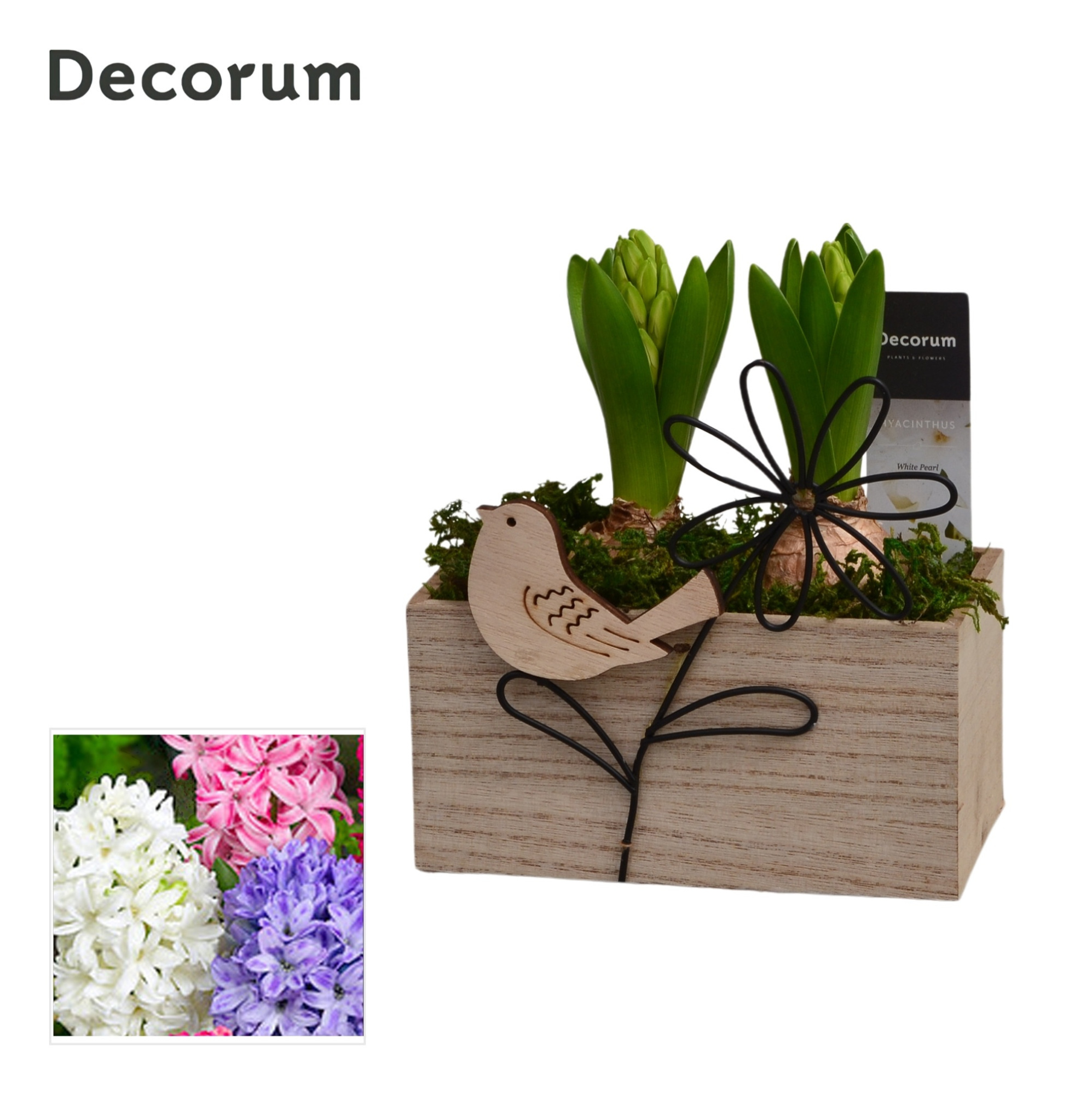 Hyacint Aviflora HL15033 [PURE], D 15