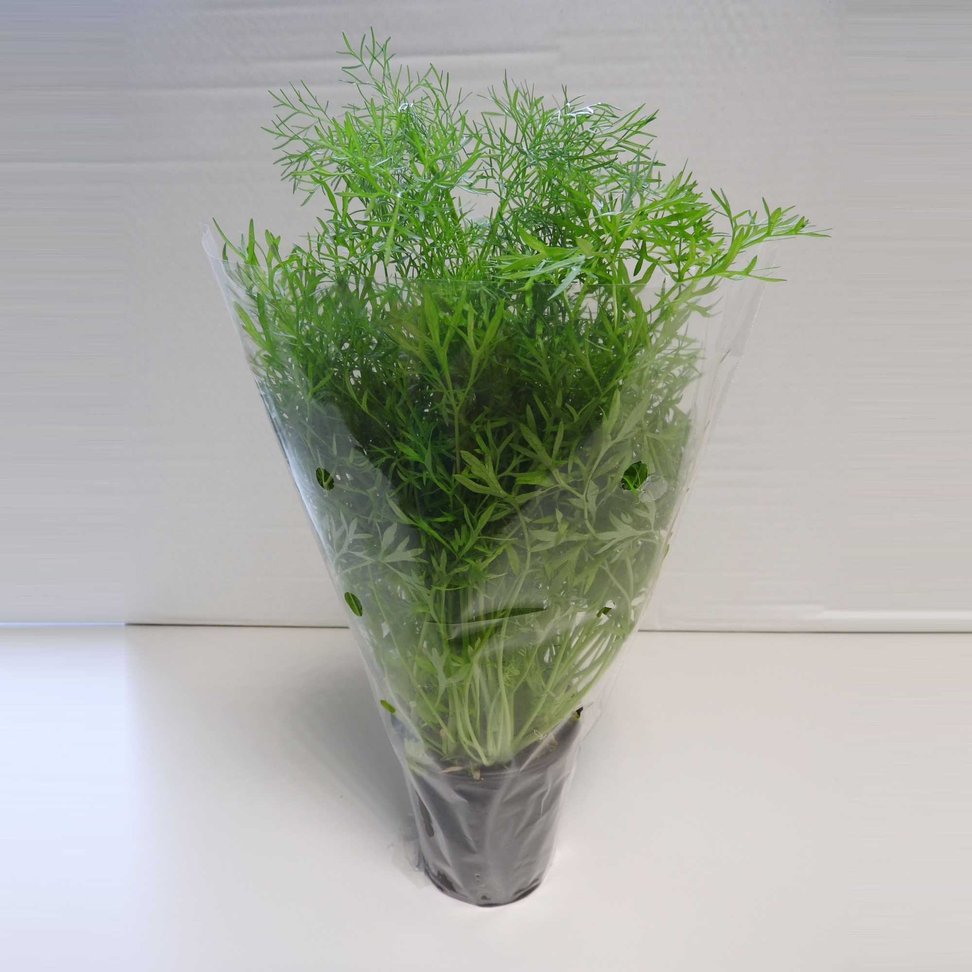 Koriander Confetti P9, D 9 cm