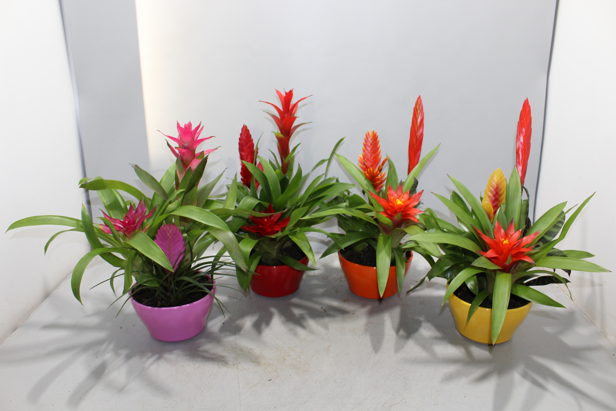 Bromelia Coupe Exotic 16CM Classic, D 16