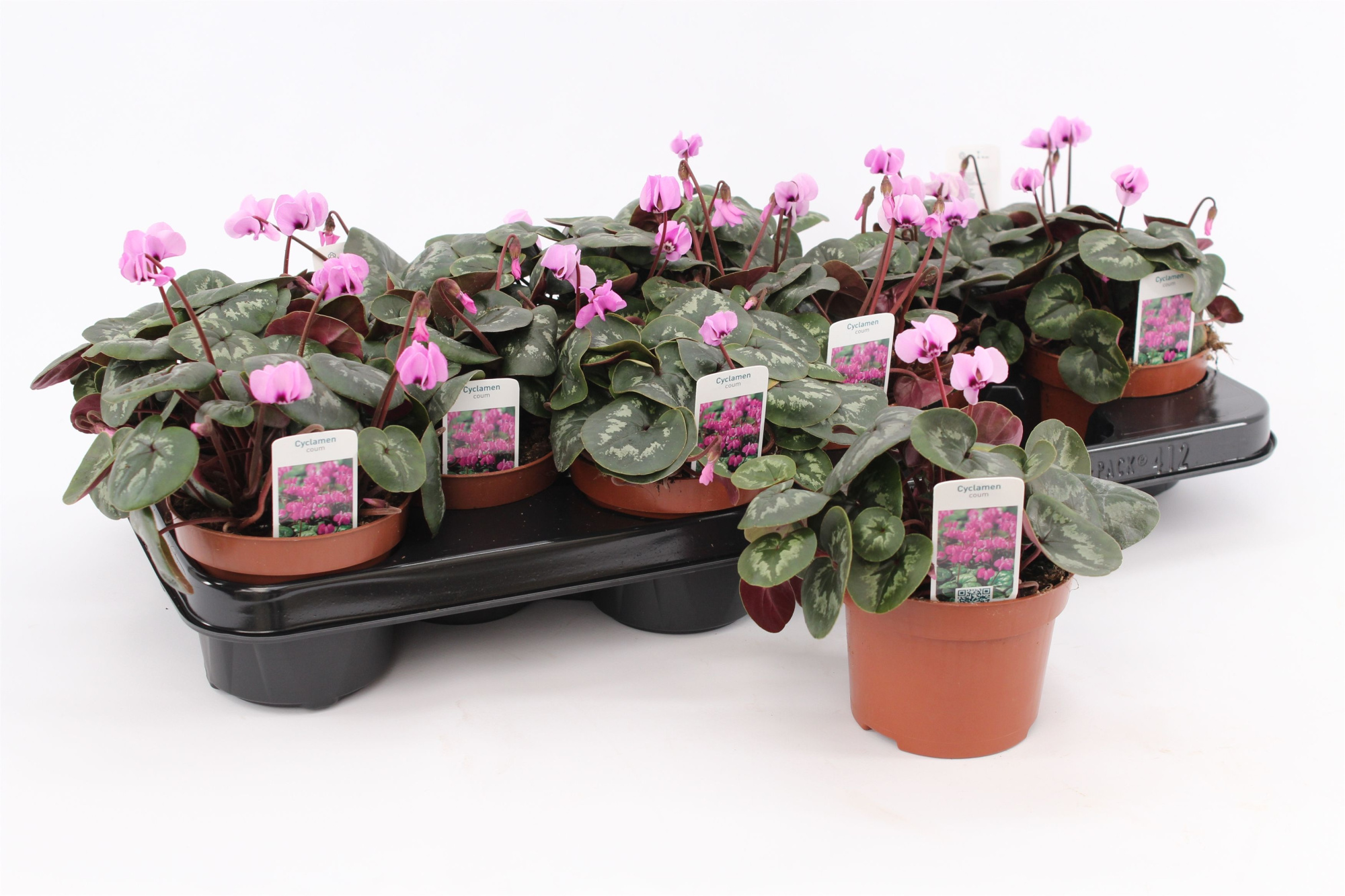Cyclamen Coum Pink, D 10,5