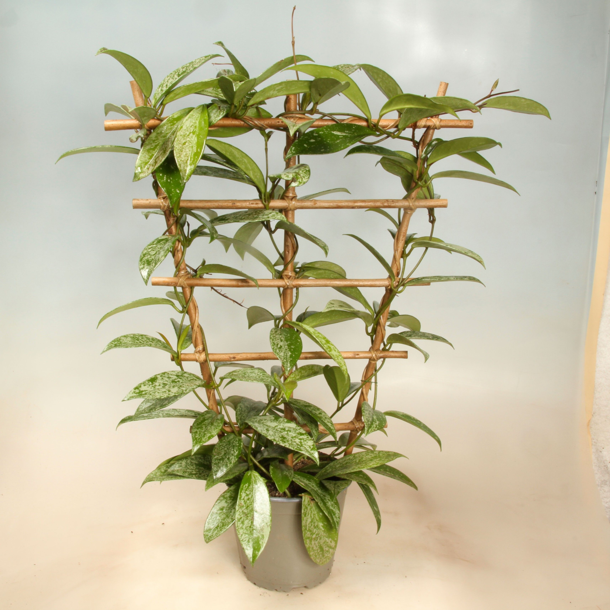 Hoya Carnosa Silverspots Espalie 17 cm, D 17 cm