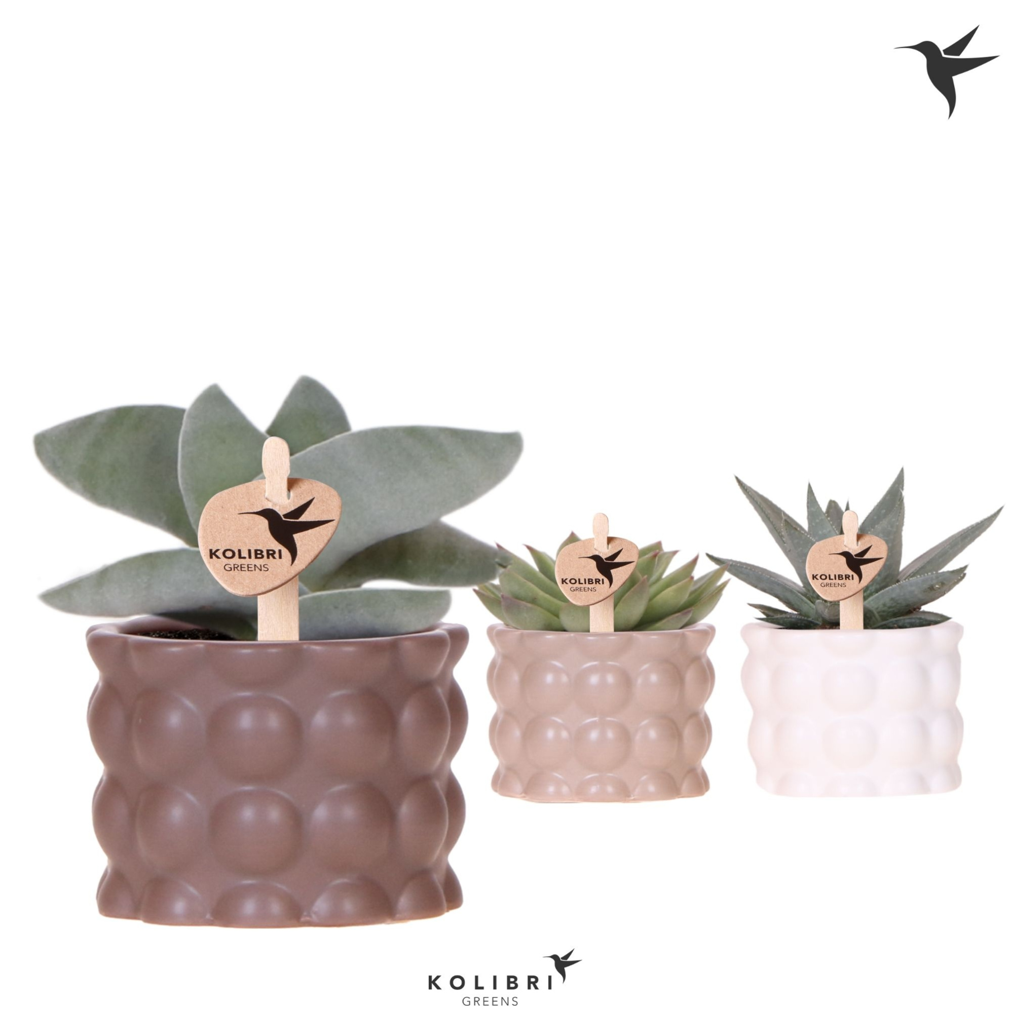 Kolibri Greens Succulenten mix in Cotton pot sand mix, D 6