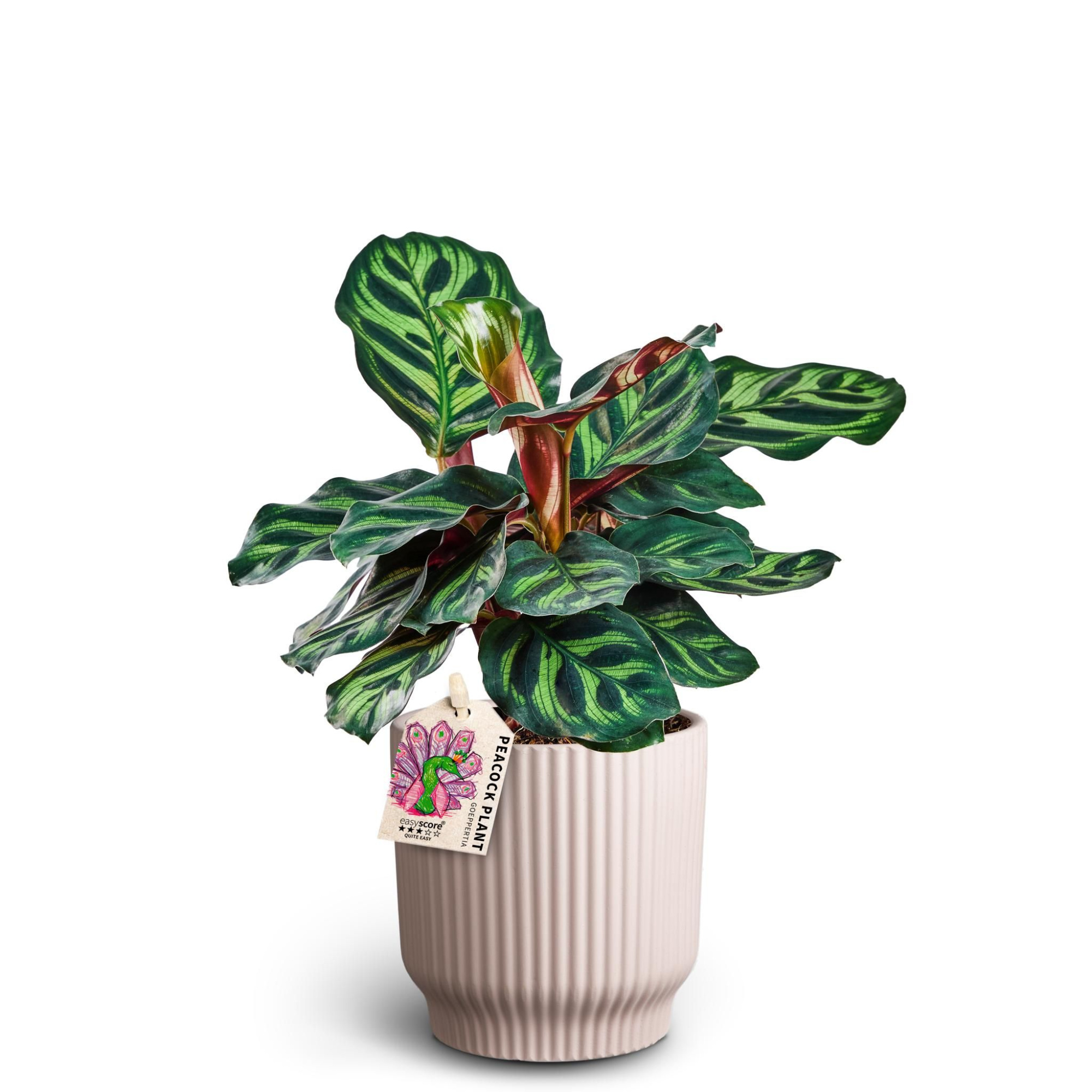 Nordic Lilac, Calathea makoyana, D 10 cm