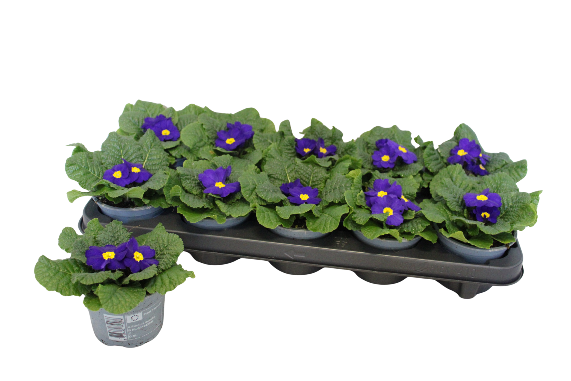 Primula acaulis Blue 10,5 cm, D 10